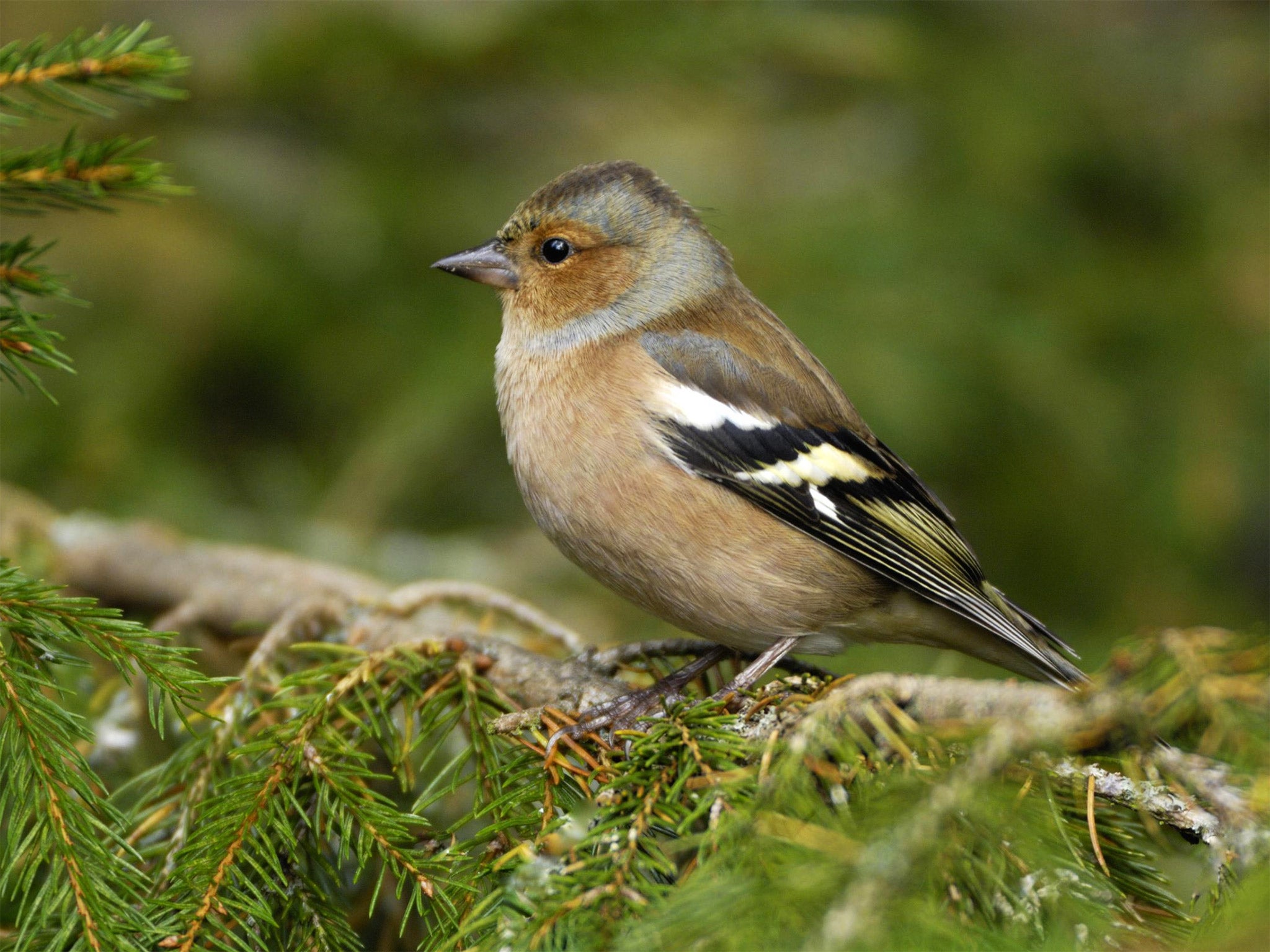 The chaffinch, is a rarer sight in British gardens than last year