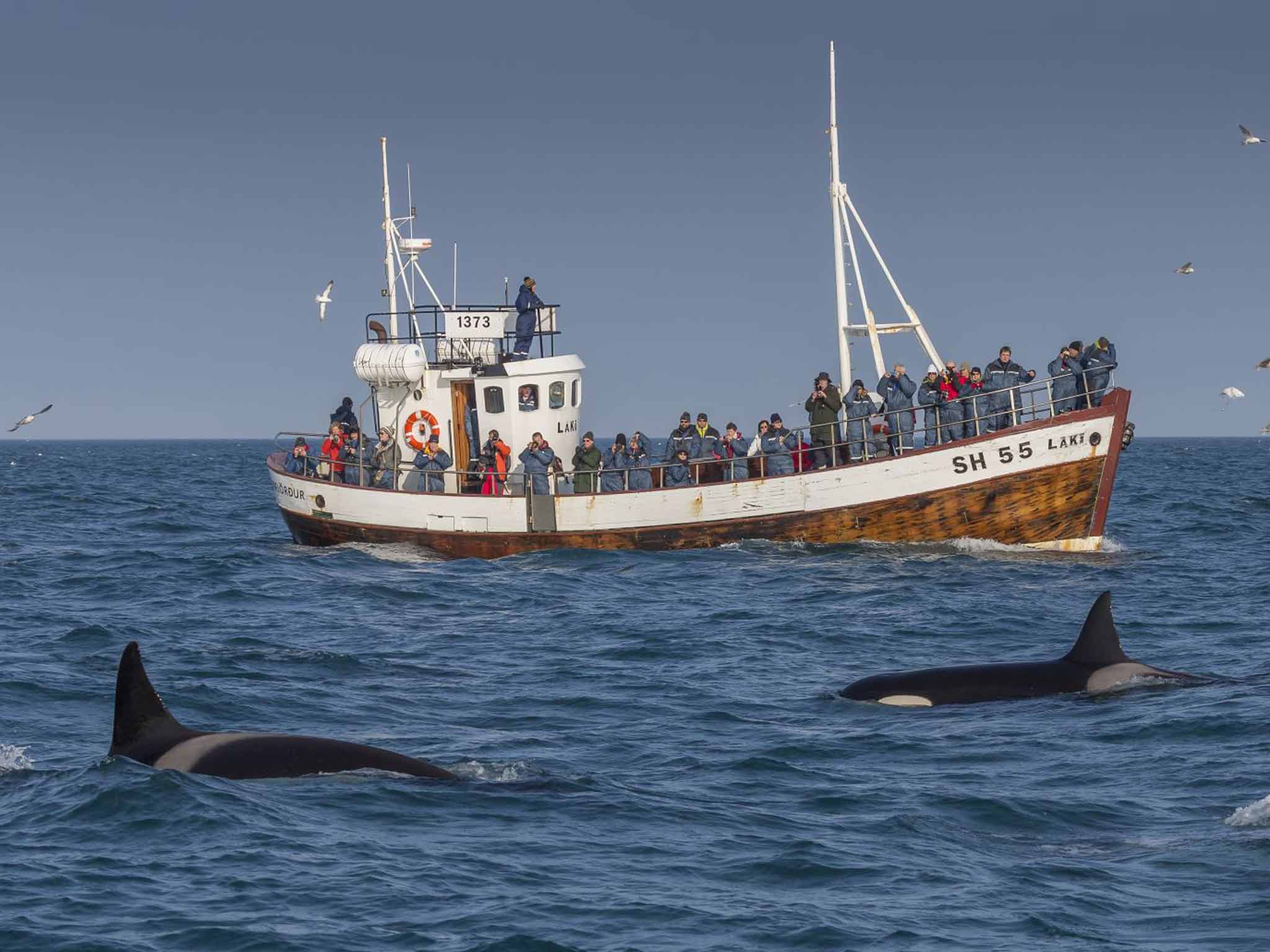 Orcas make an appearance in Grundarfjordur (Ragnar TH Sigurdsson