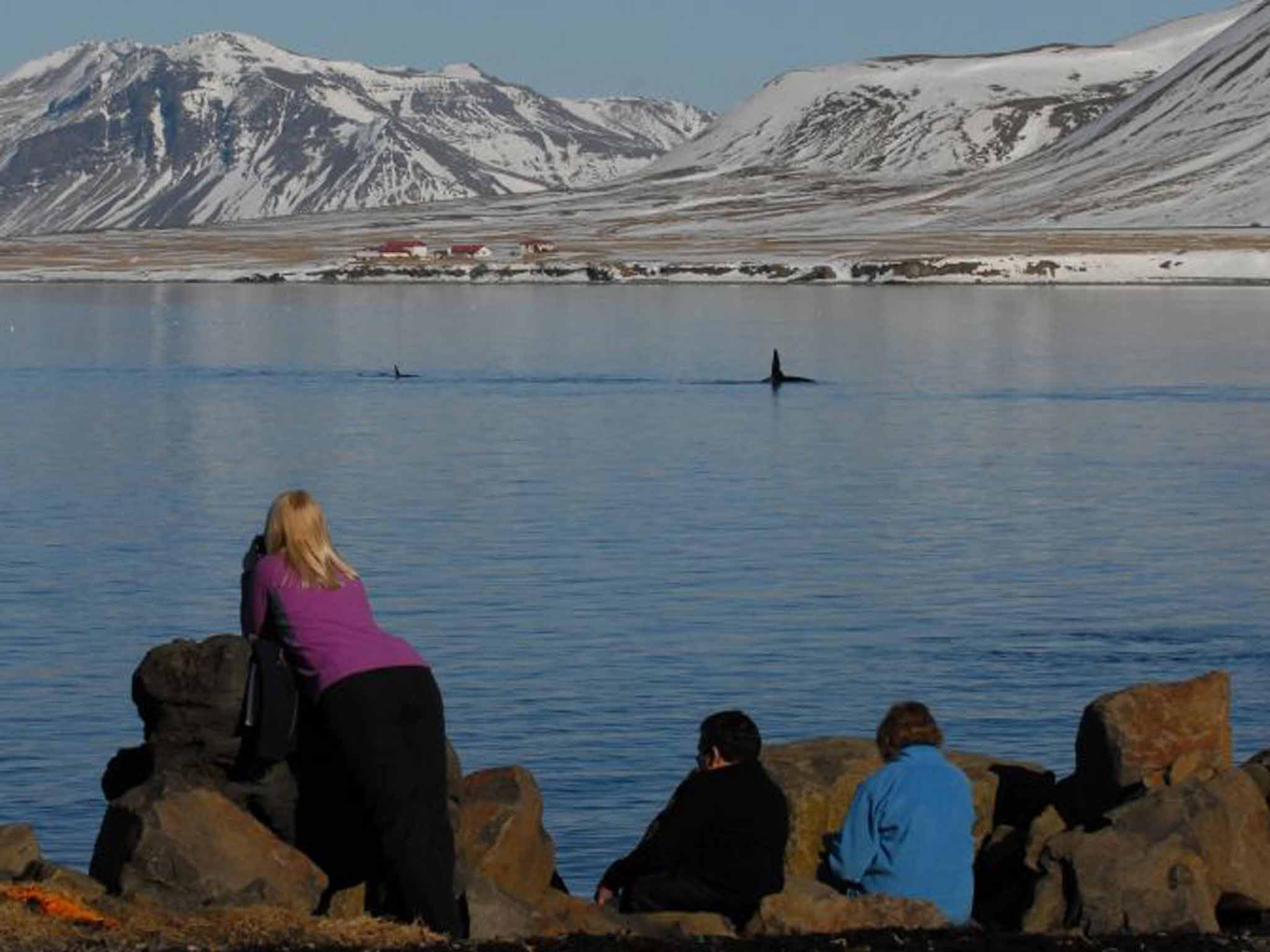 Dorsal fins poke above the water's surface