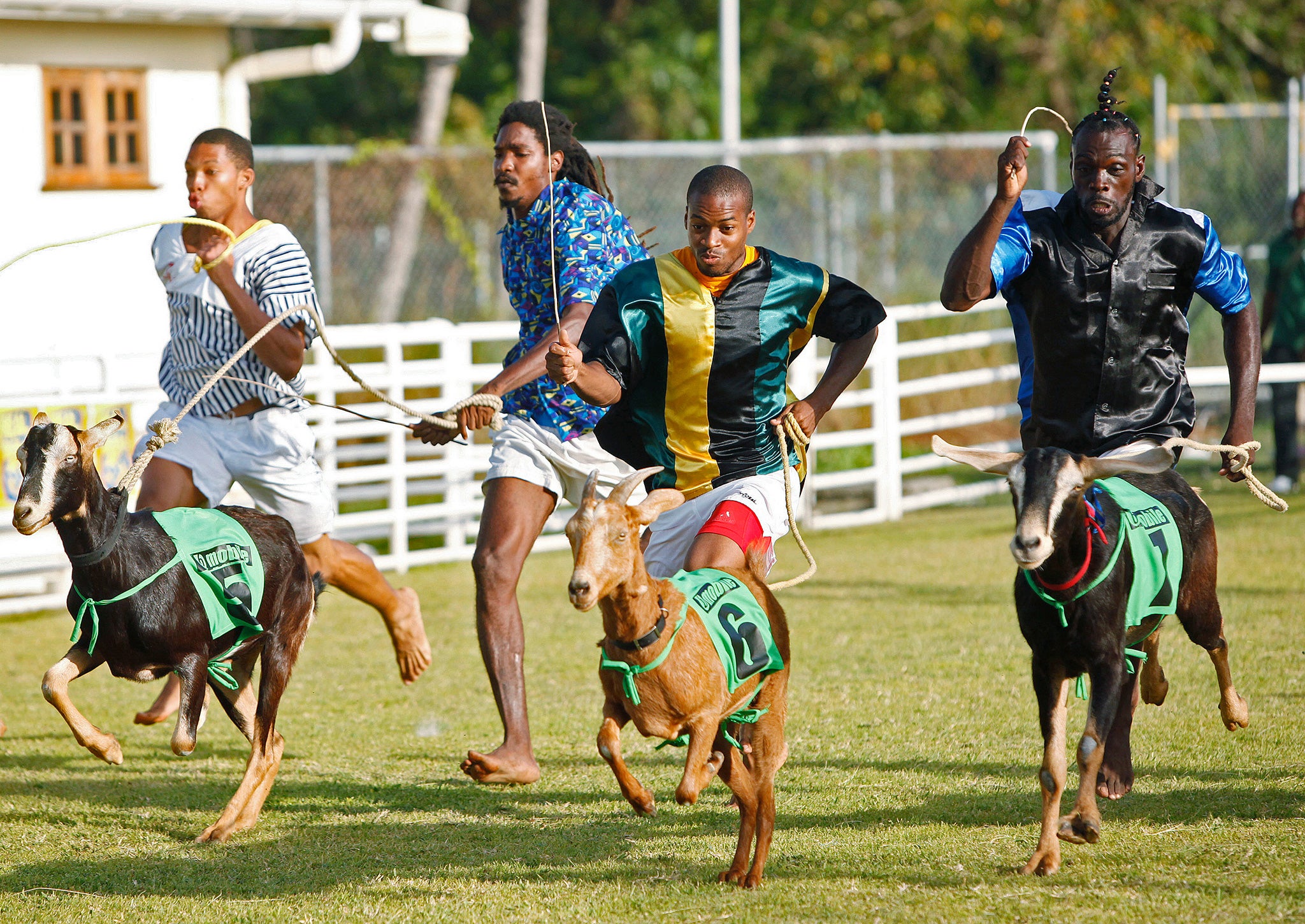 Win-win situation: goat handlers, also known as ‘jockeys’, race for the finish line