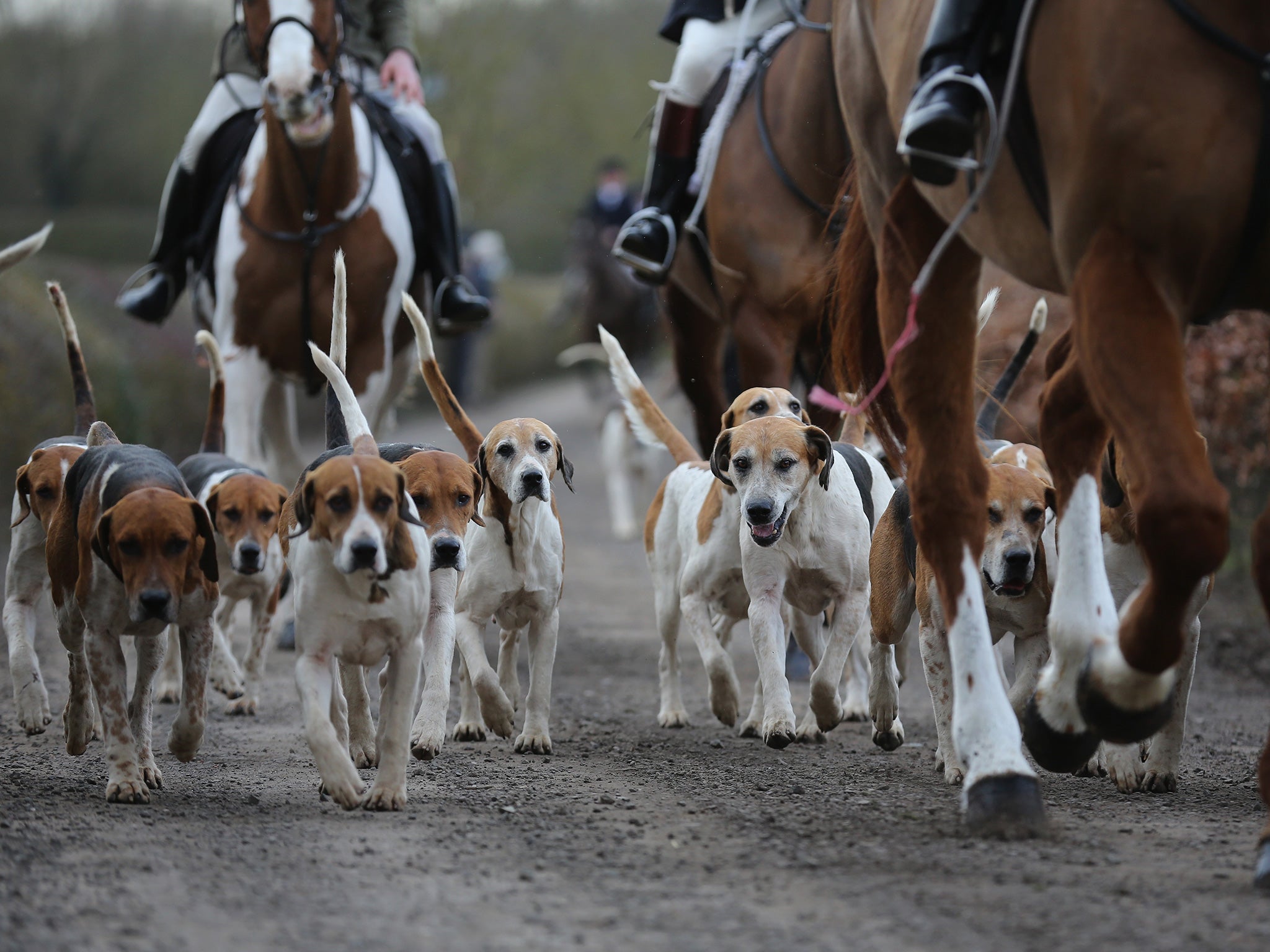 A fox hunt