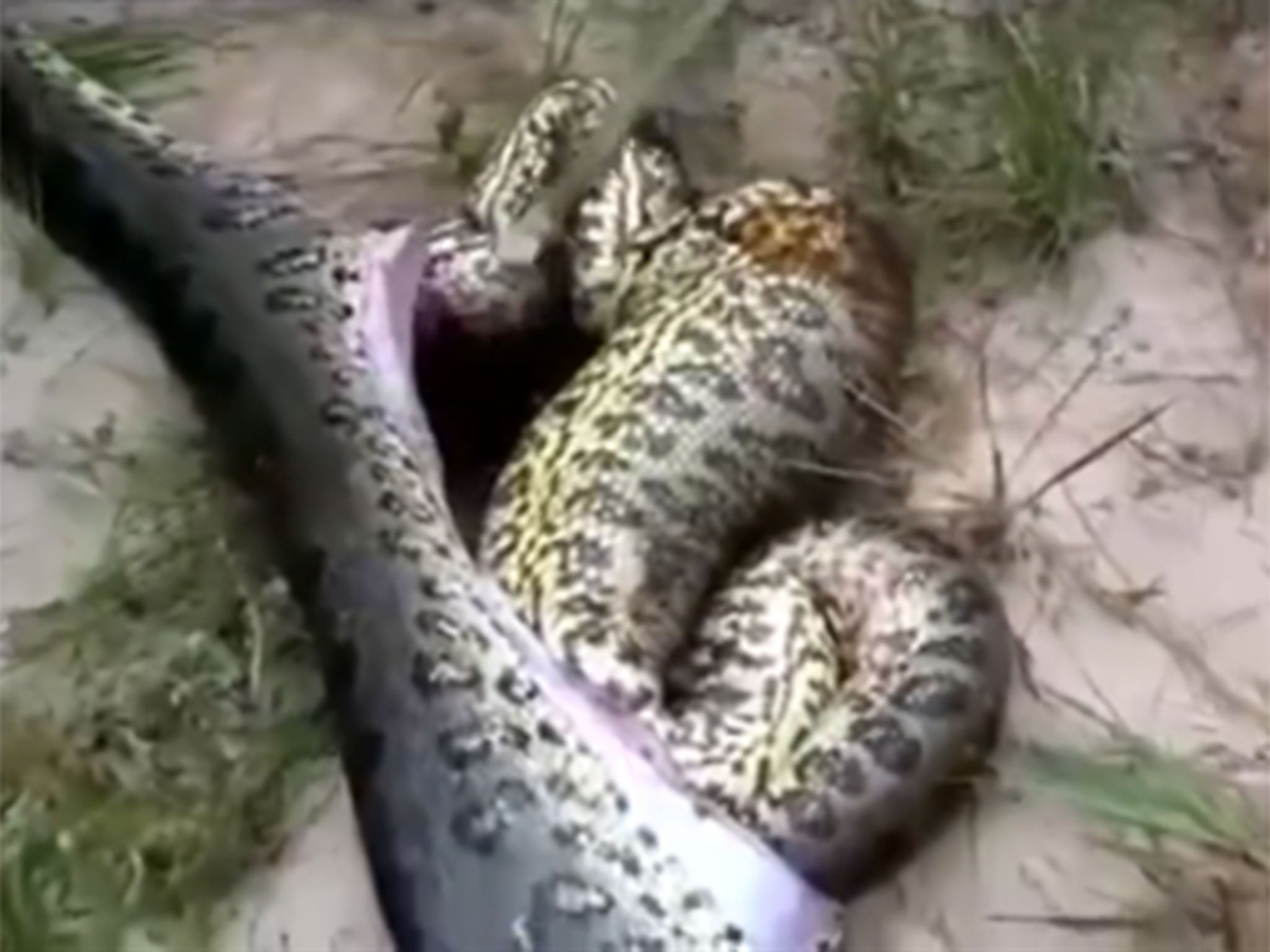 The snake was pulled out of the snake's stomach in the 7-minute clip (Liveleak)