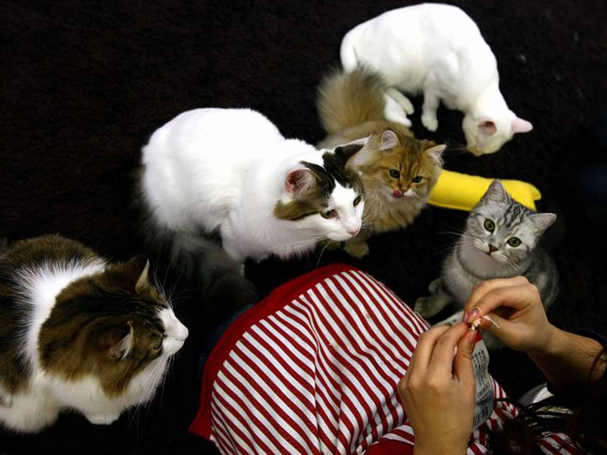 Lapping it up: a woman feeds felines at a cat café in Japan