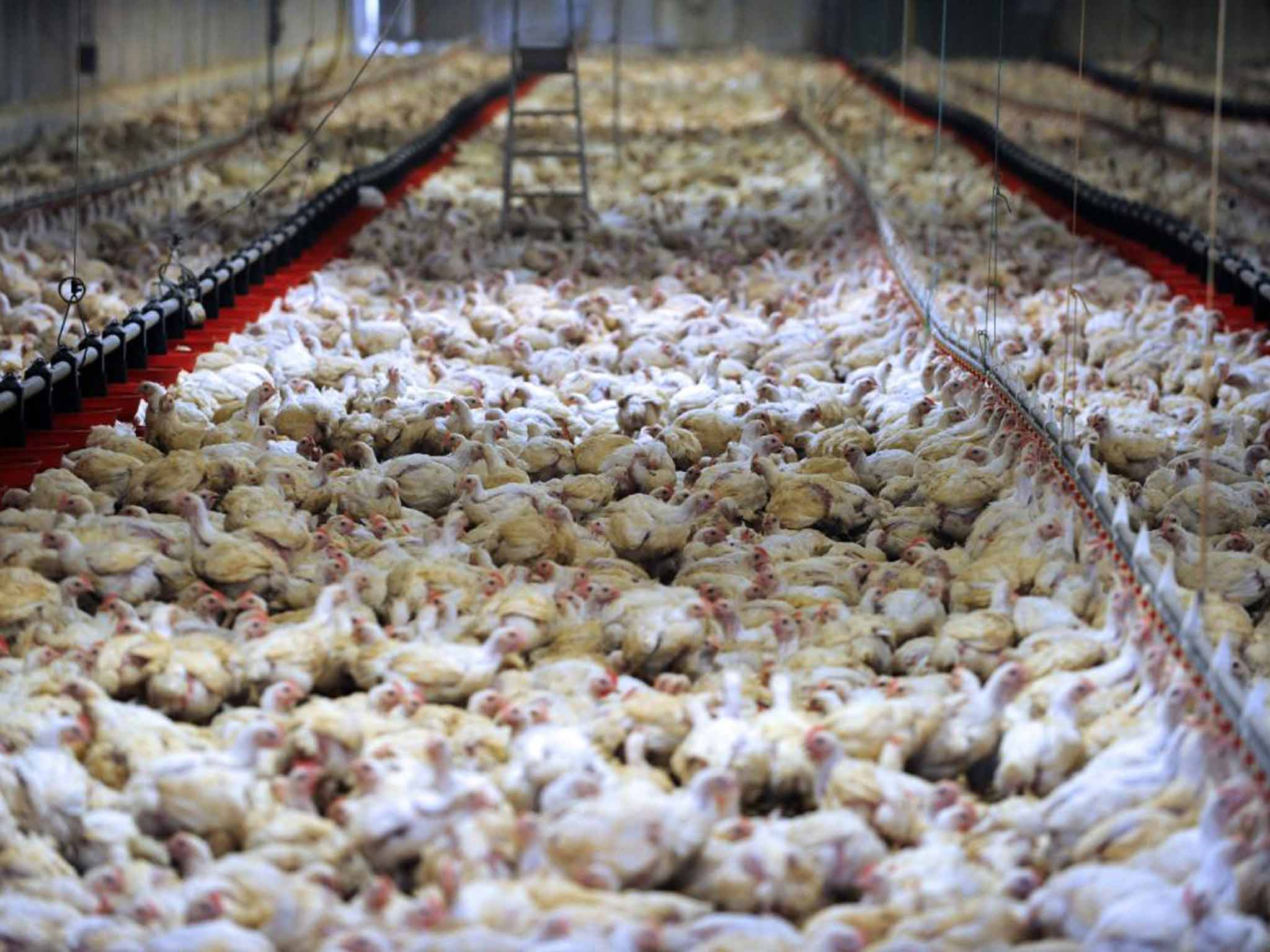 Battery chickens at a farm in France