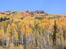 Climate change could eliminate aspen forests in the western US,