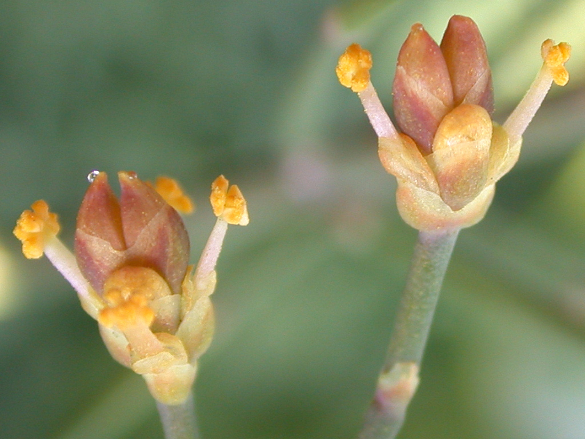 The plant secretes sugary liquid during full moons to attract insects