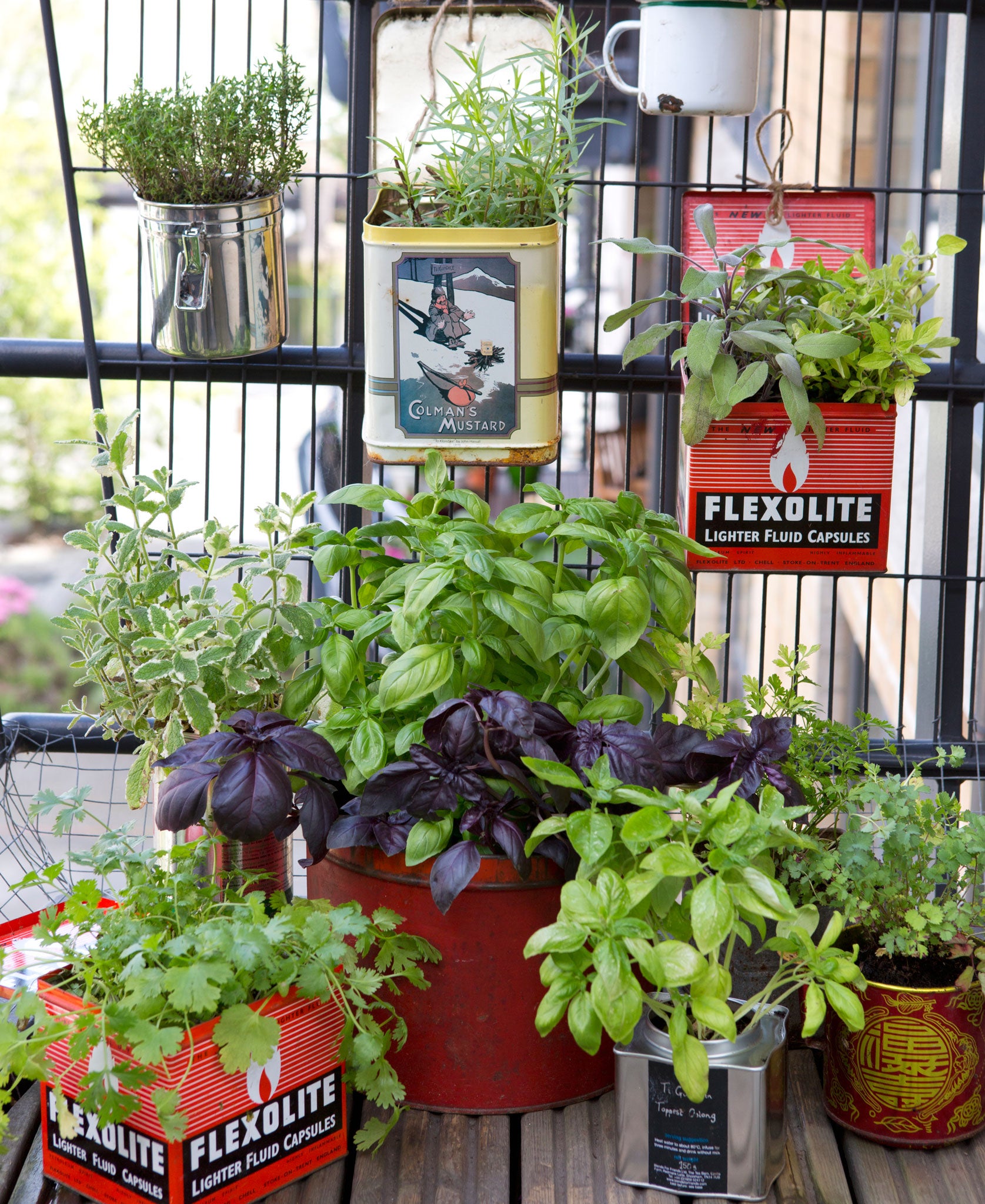 Alex Mitchell's herb garden, planted in cake, biscuit and tea tins is a thing of beauty