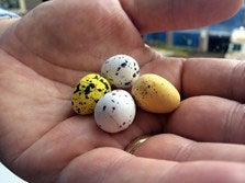 The offending eggs - Photo courtesy of Buckinghamsire County Council