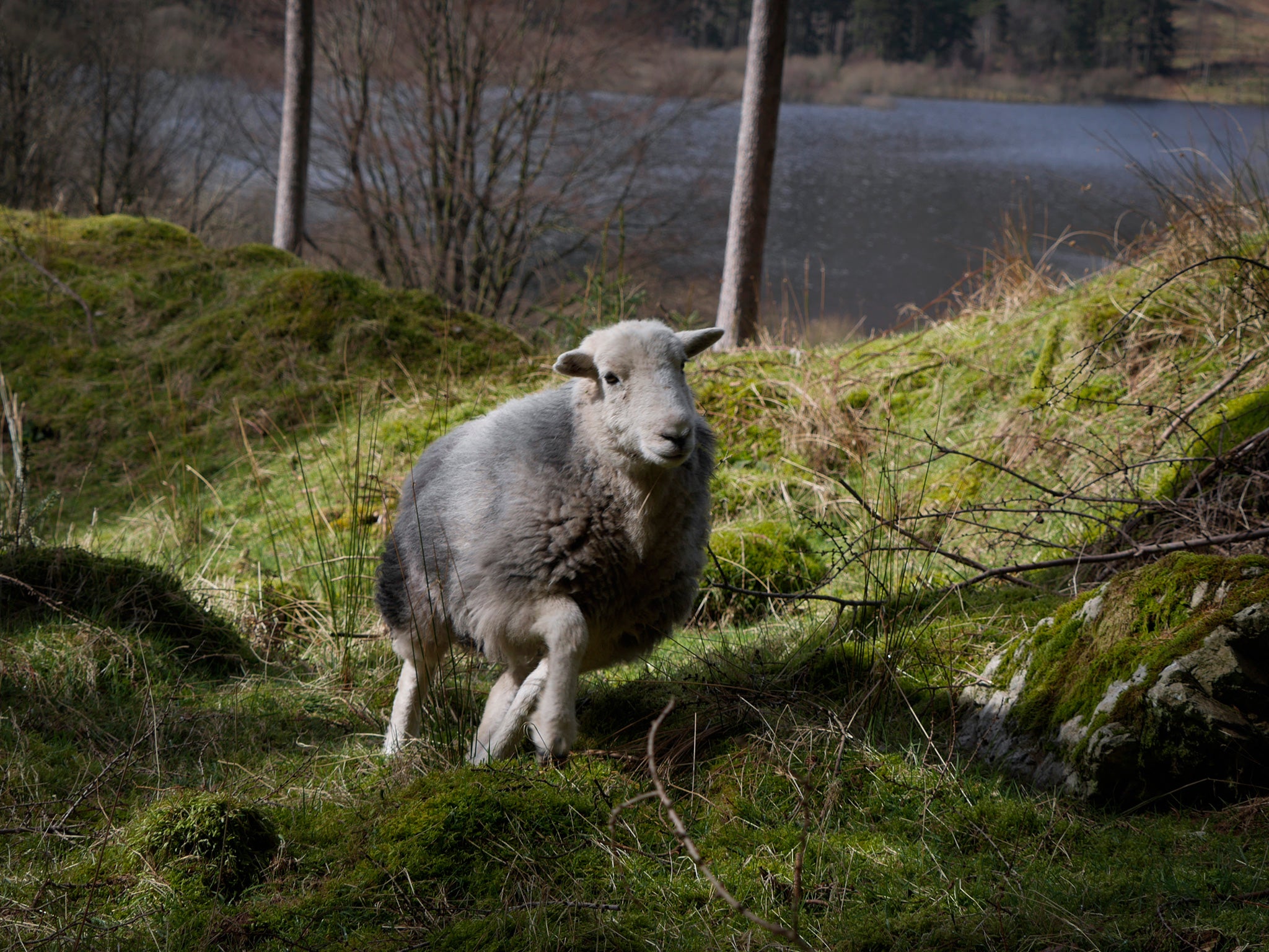 Campaigners say the fence threatens the grazing sheep