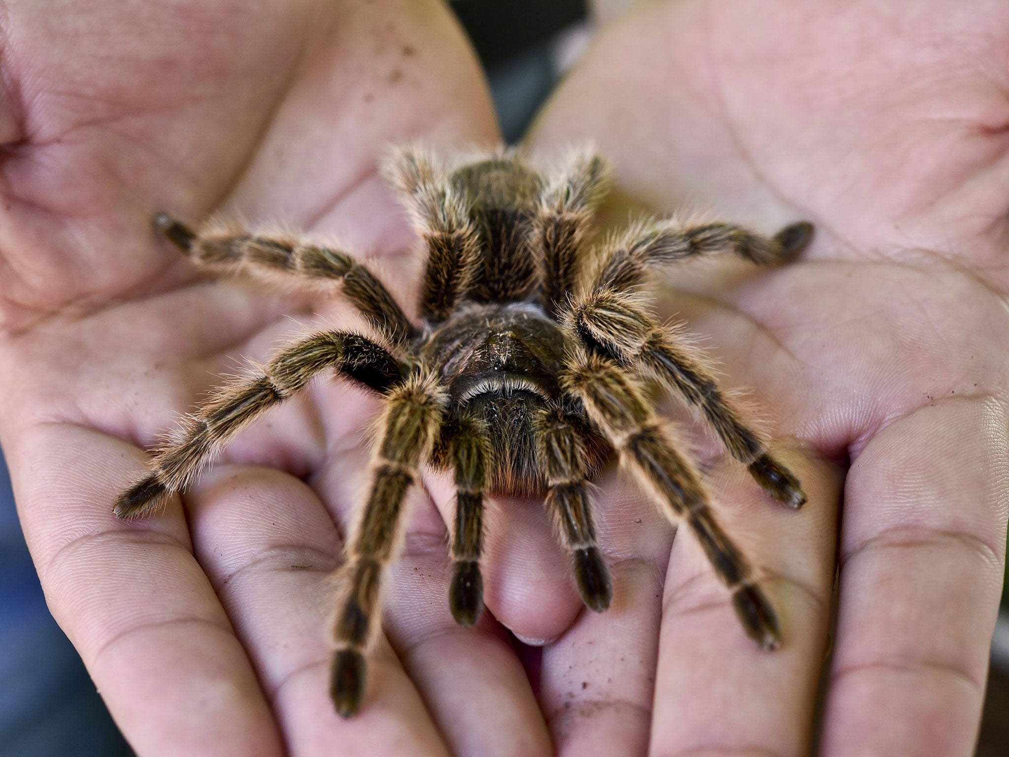 A worker of the Chapultepec Zoo shows a pink tarantula (Grammostola Rosea) on March 19, 2015 in Mexico City