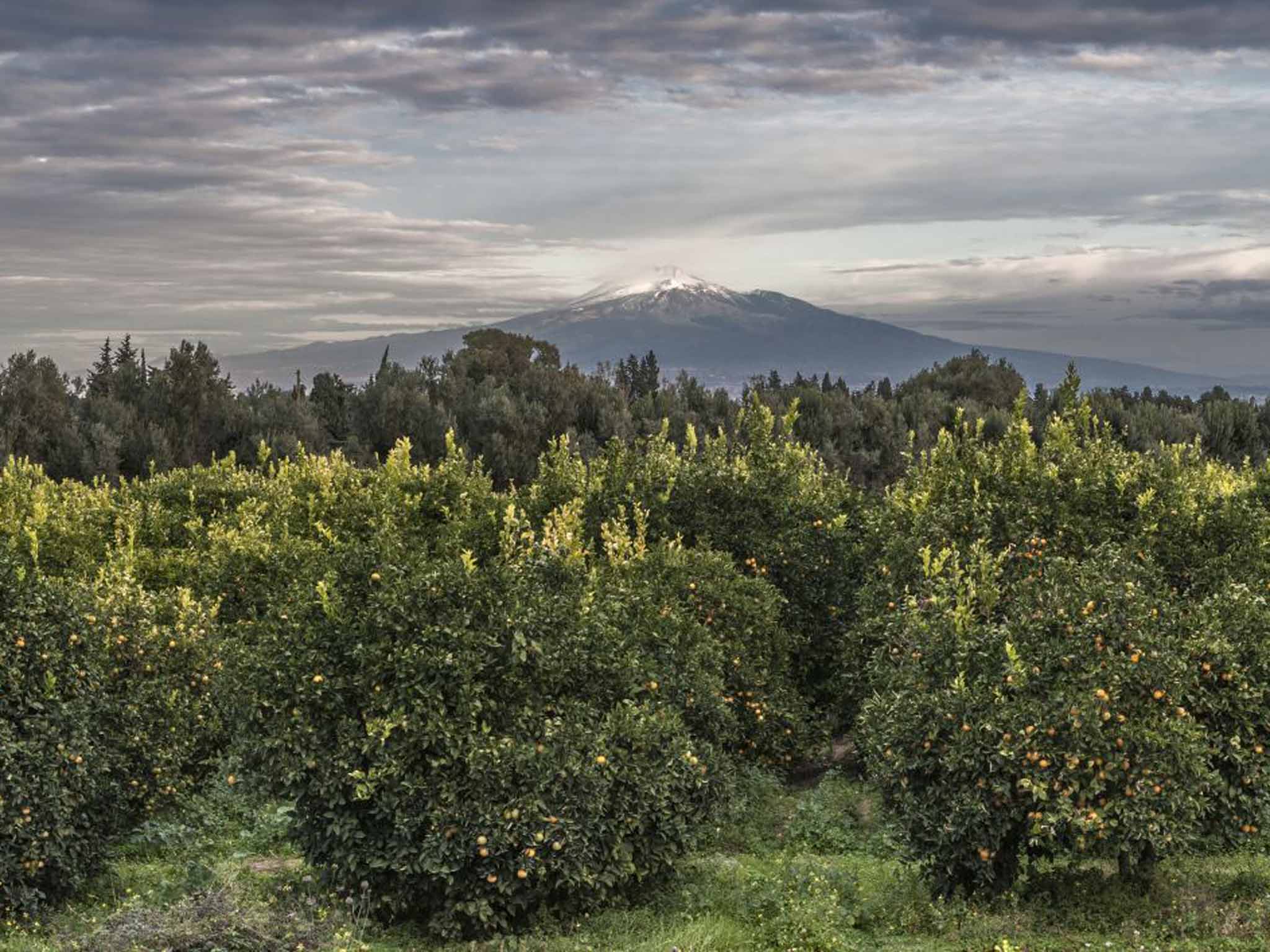 San Giuliano's lush climate produces an abundance of fruit for marmalade