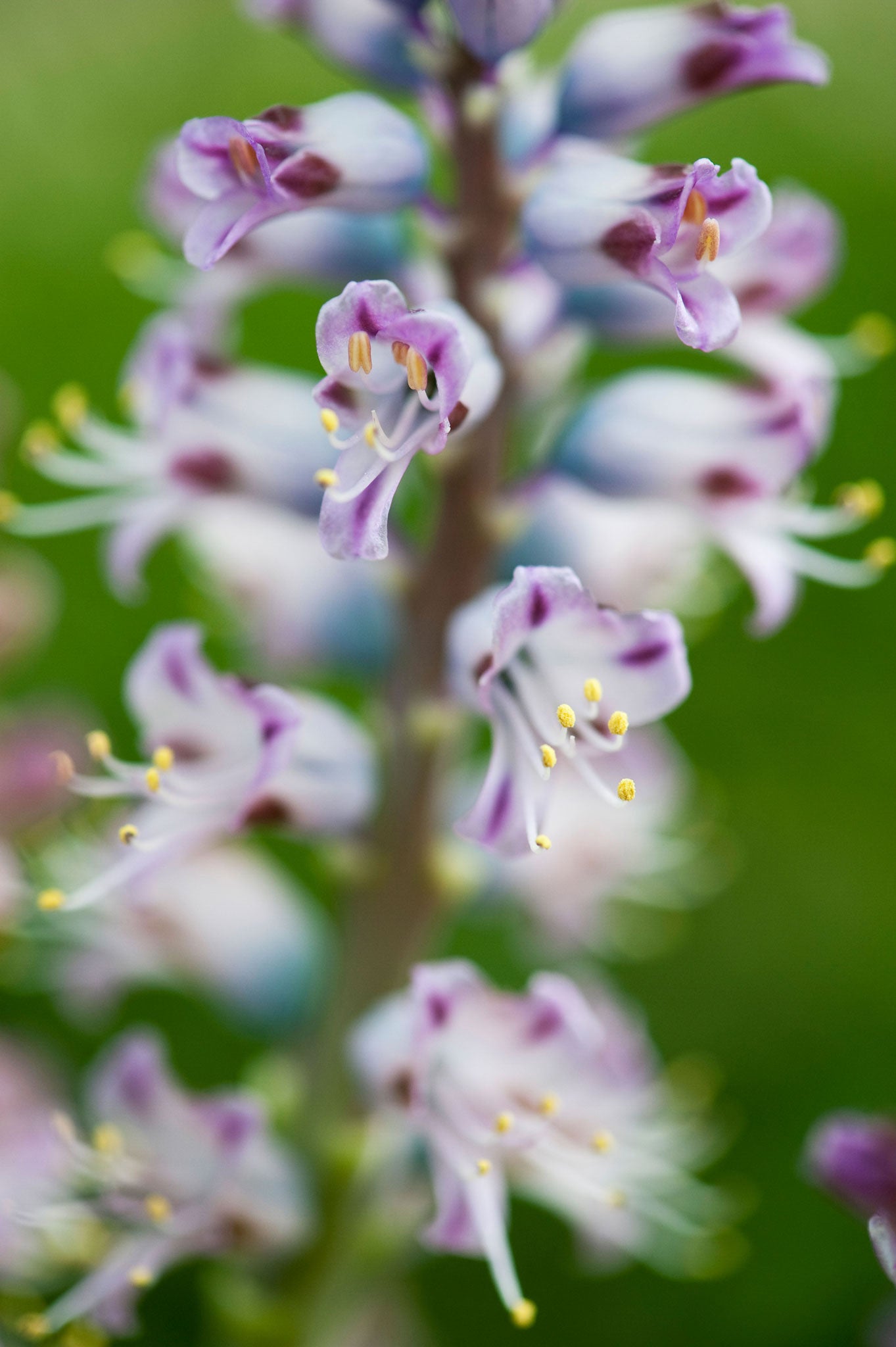 'Lachenalia pustulata' is tender, but easy to grow inside or in a greenhouse