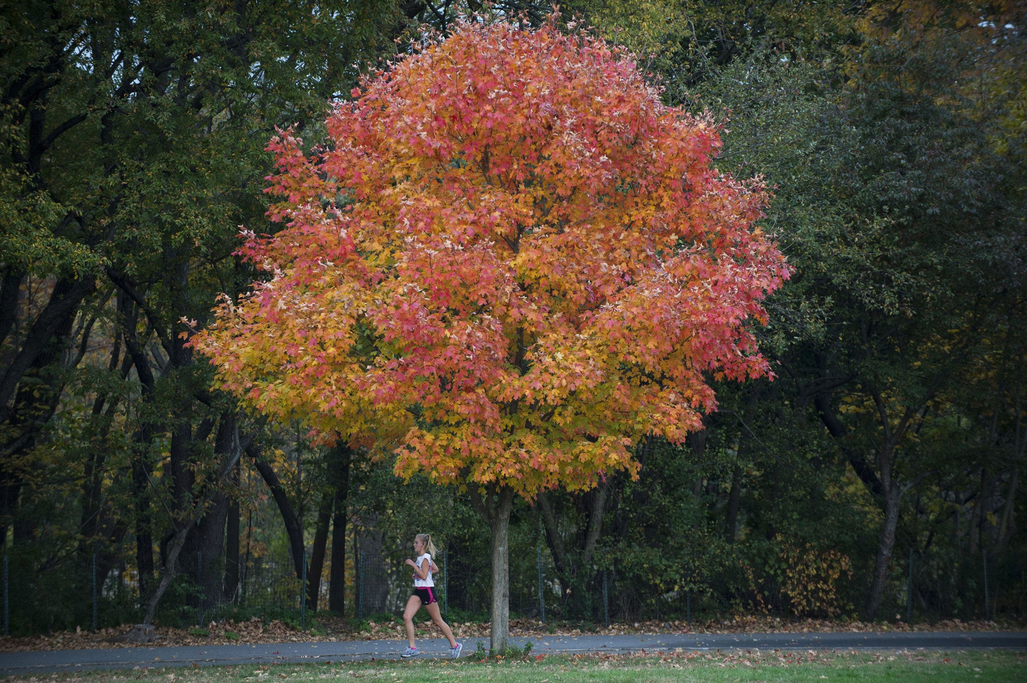 Fall: Autumn was an import into English from French, automne, which did not become standard English usage until the 18th century