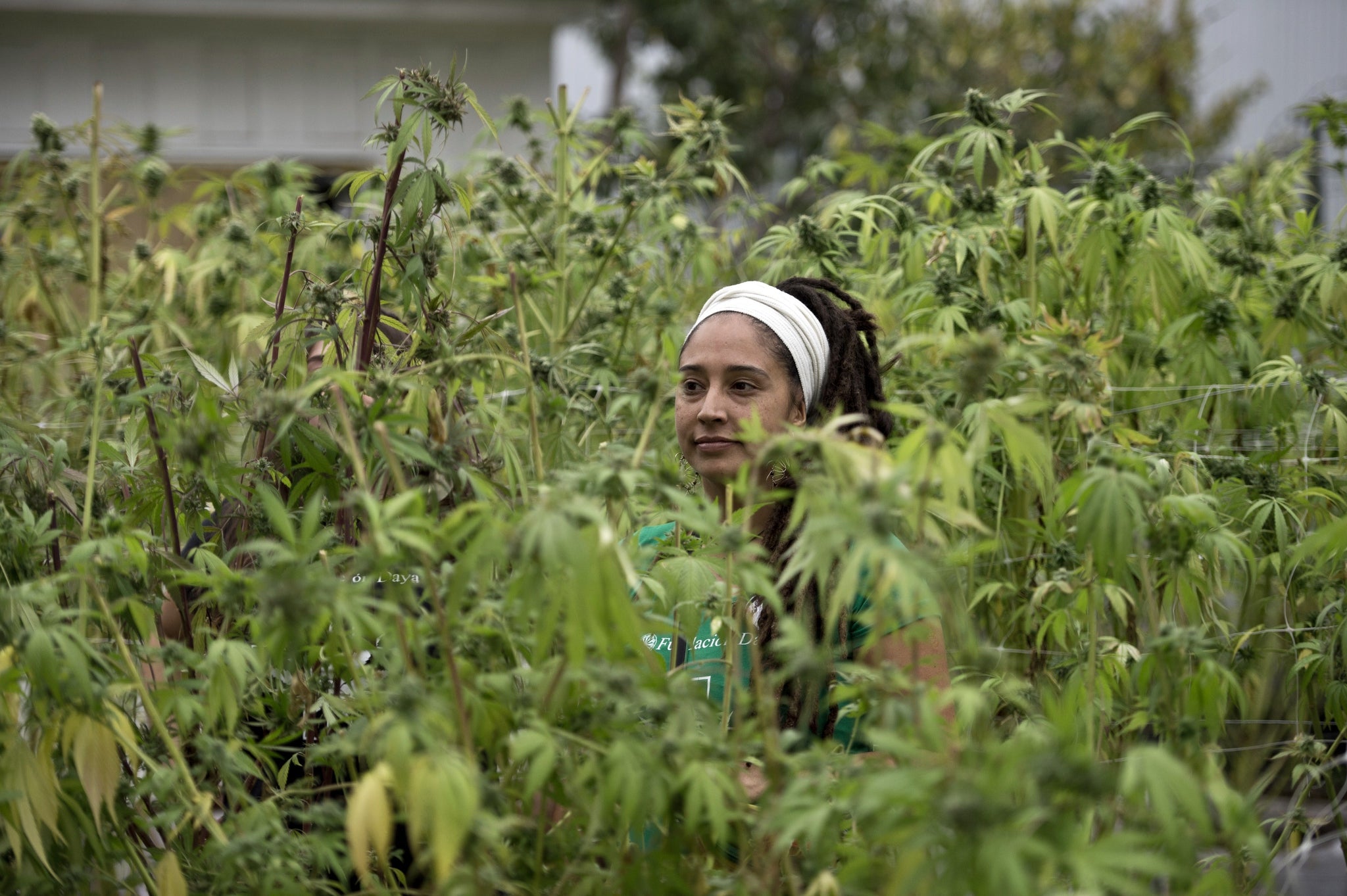 First legally grown medicinal marijuana plants grown in Chile