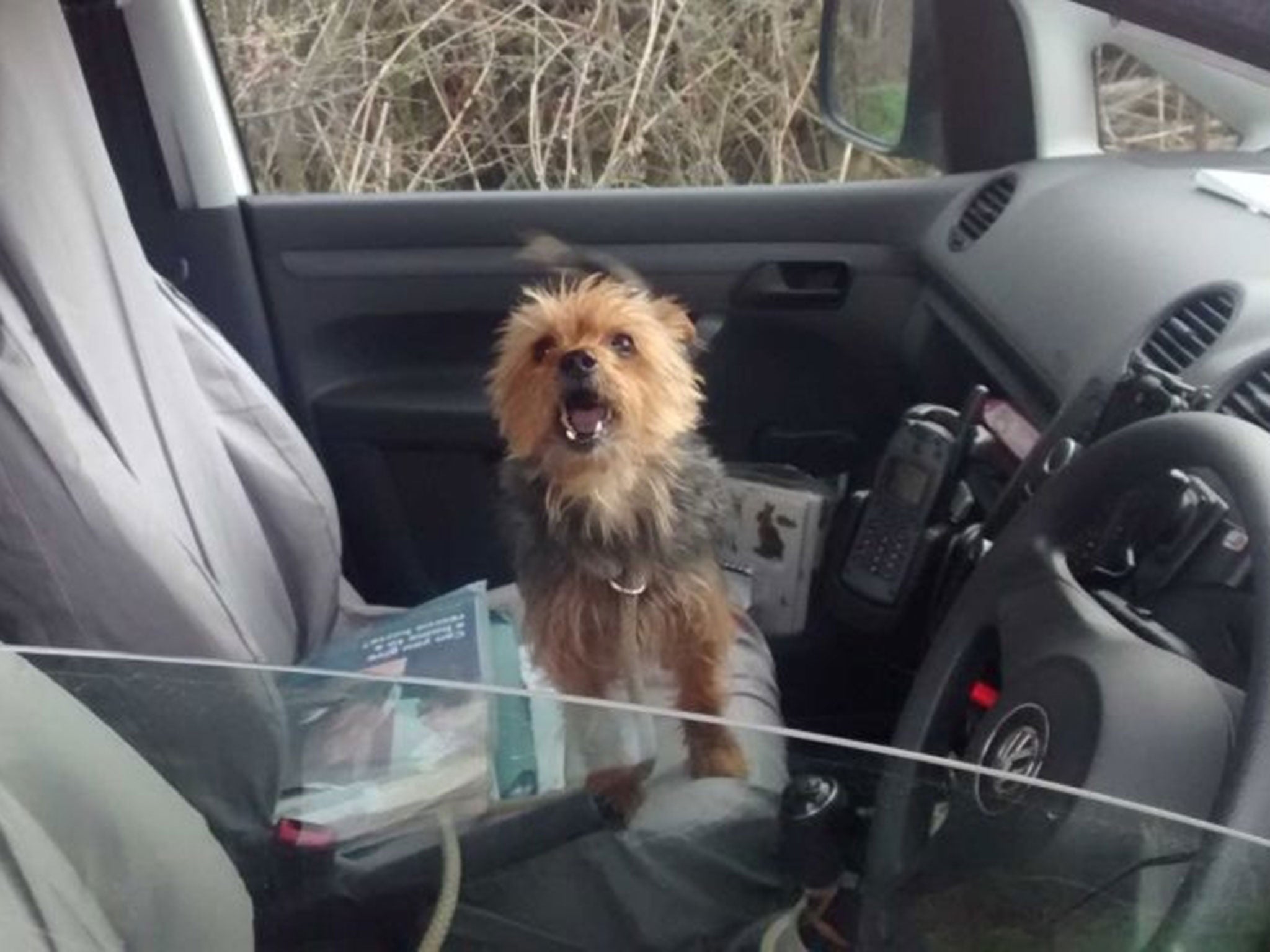 Alfie, a stolen dog dumped by callous thieves that engineered a rescue by flagging down a passing RSPCA van more than 100 miles from its home