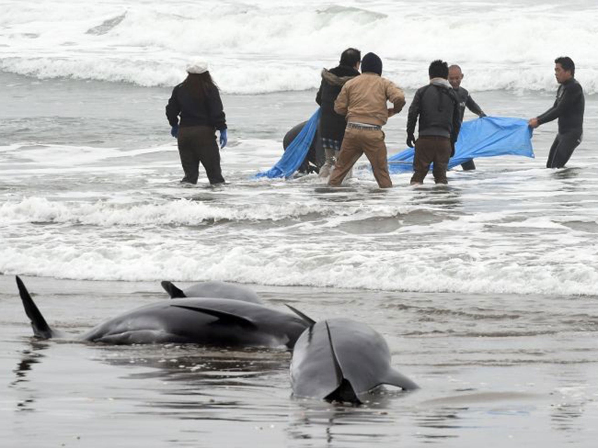 Some dolphins taken into the sea were washed back up by the tide