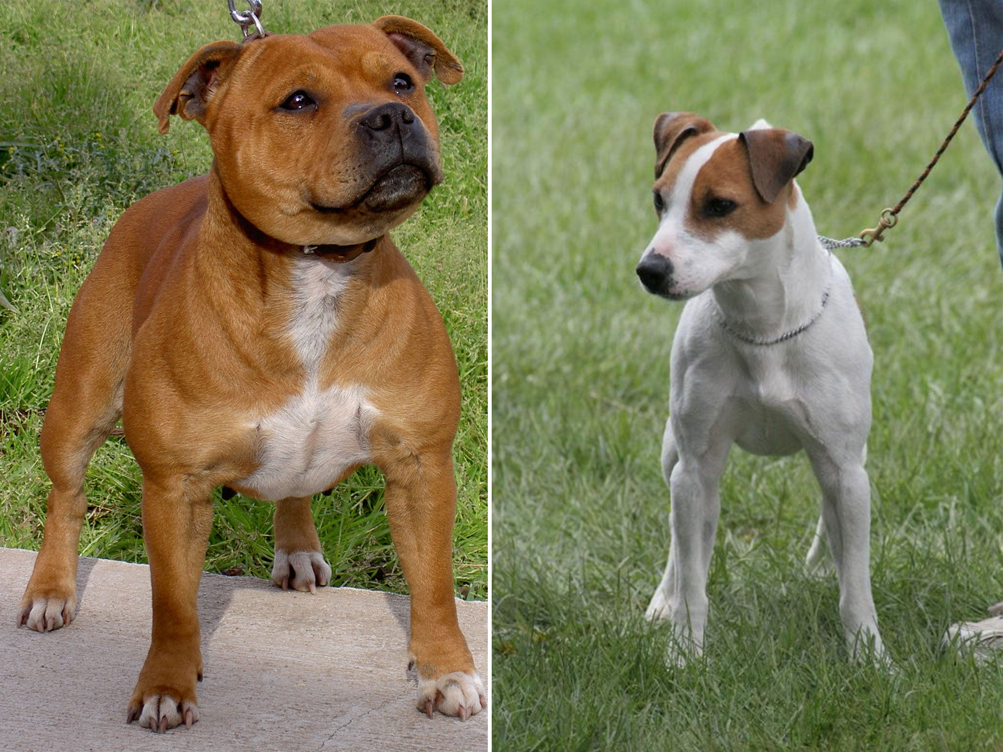 File photo of (left) a Staffordshire Bull Terrier and (right) a Jack Russell