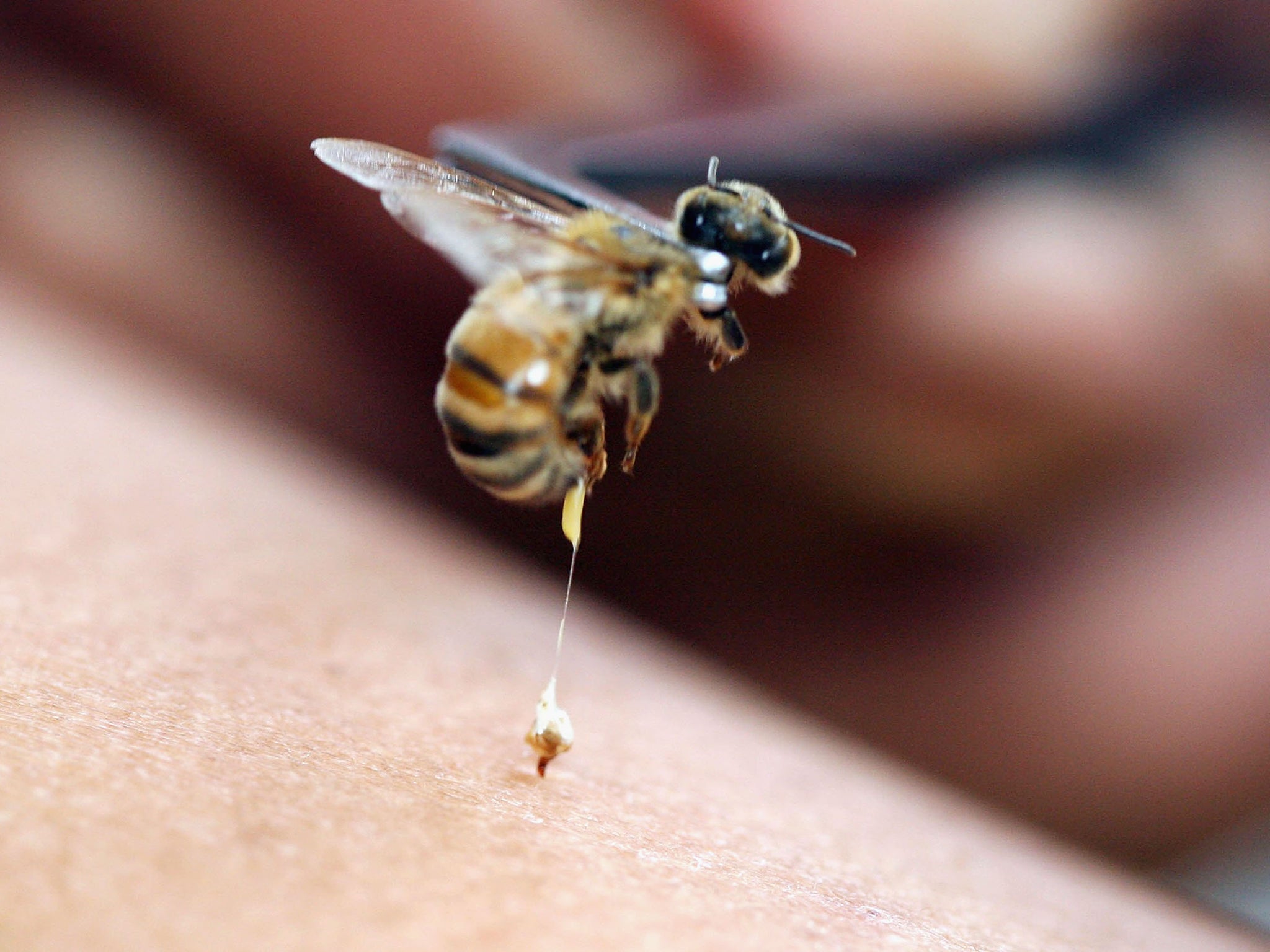 Small but mighty: for an unlucky minority, bee stings can trigger anaphylactic shock, which is potentially fatal