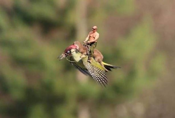 - Here Mr Putin takes the place of the weasel riding the famous green woodpecker of Hornchurch Country Park.