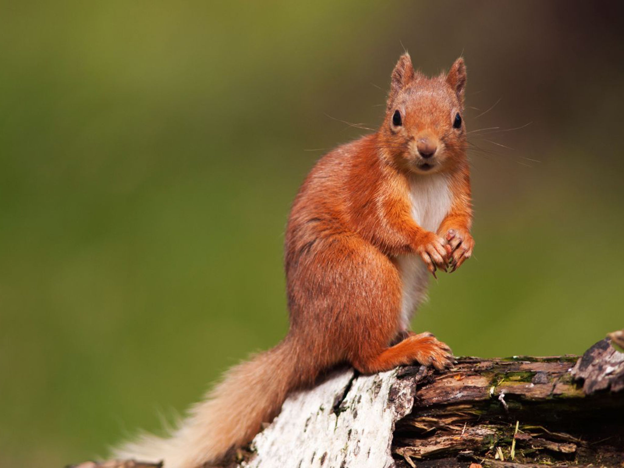 There are only 12 red squirrels left in Grasmere