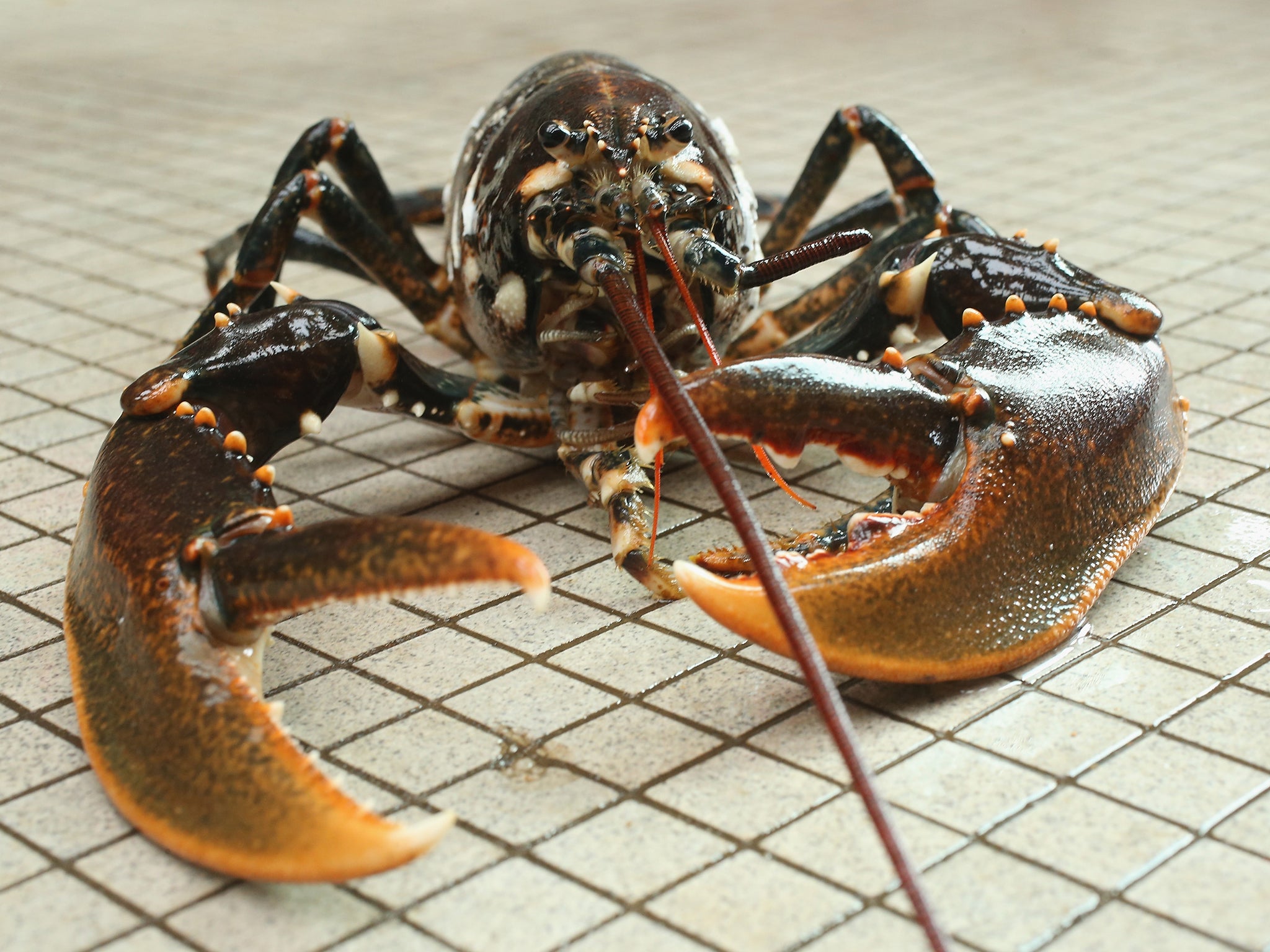 Immigration watch: Are signal crayfish ‘bad’?