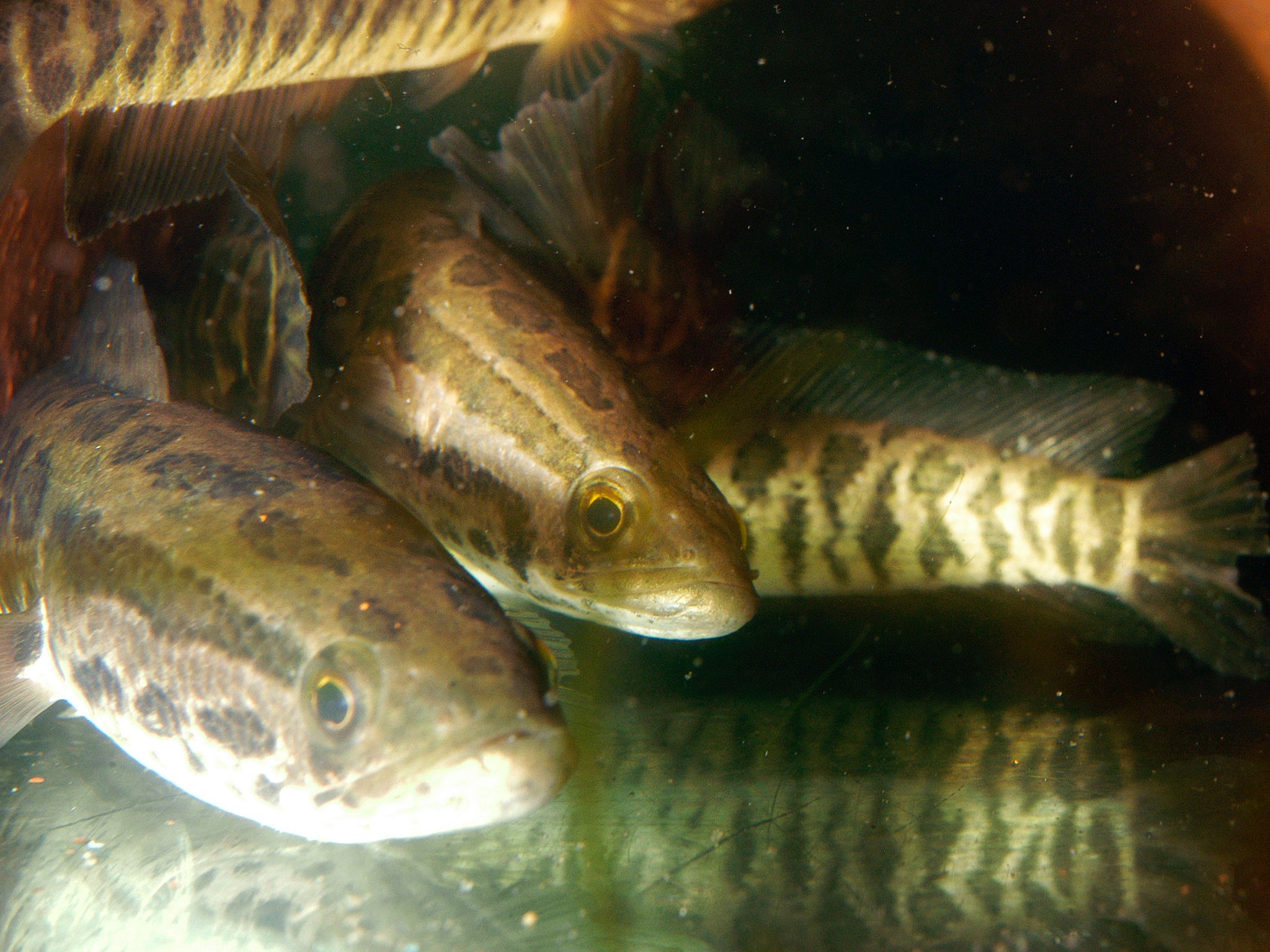 Snakehead fish are wriggling their way across America