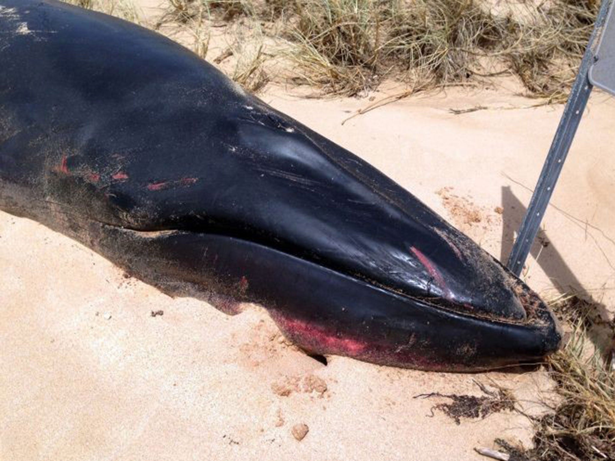 It was the second Omura's whale ever seen in Australia