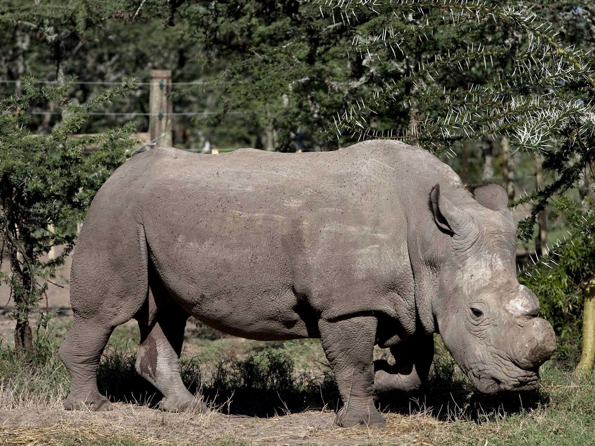 One of the northern white rhinos homed in the sanctuary