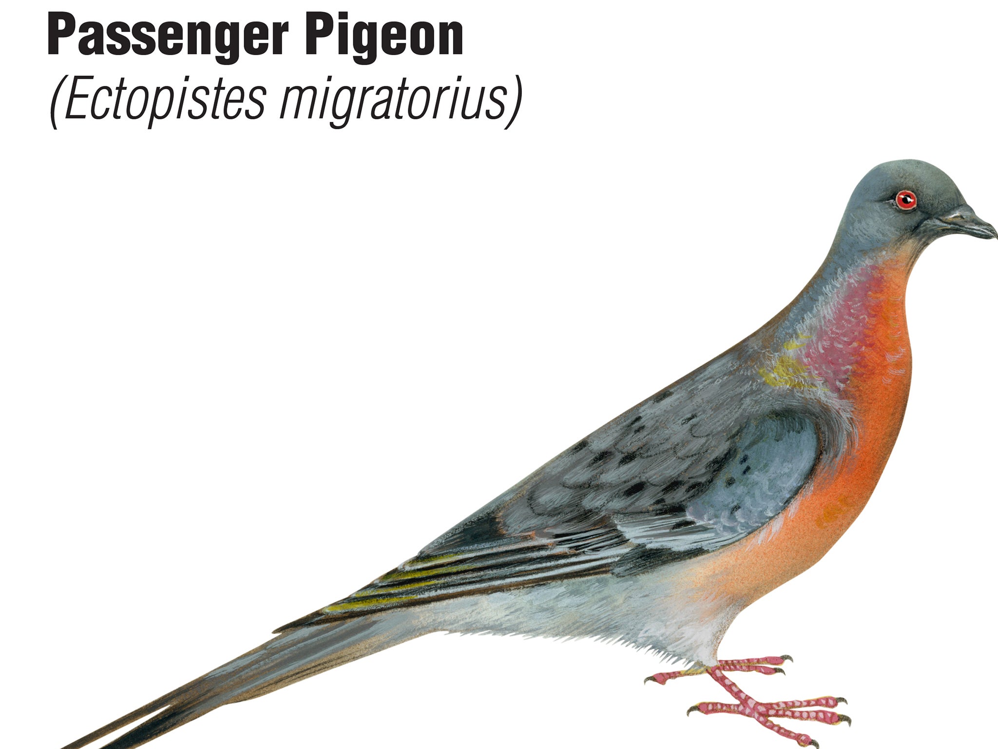 The currently-extinct passenger pigeon could also see the light of the day again soon