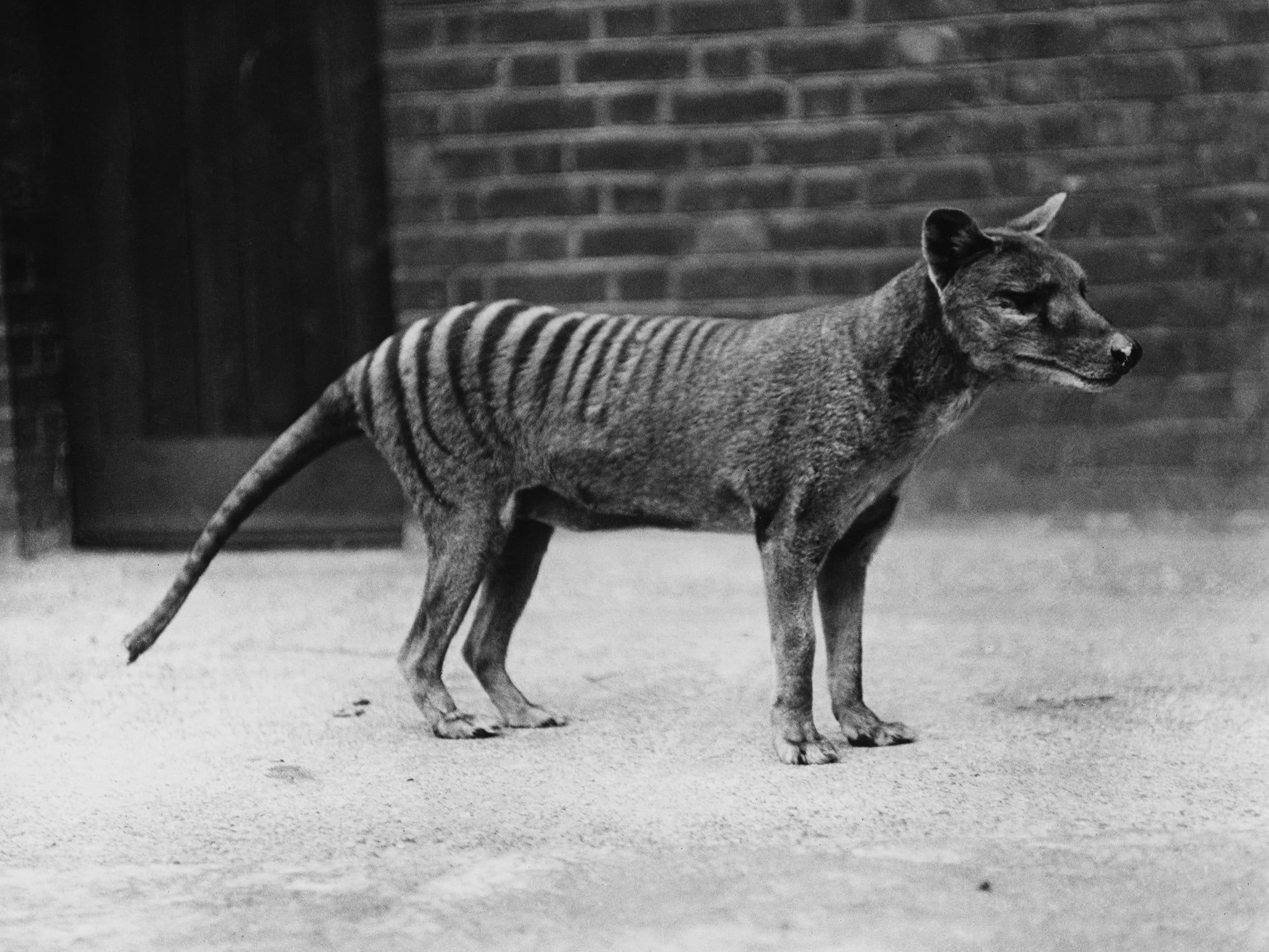 A tiger in captivity in Hobart Zoo, Tasmania