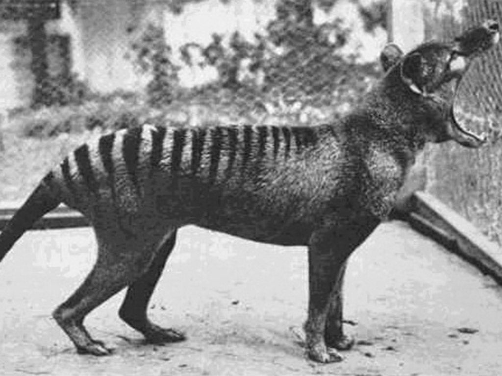 Tasmanian tiger is a candidate for de-extinction