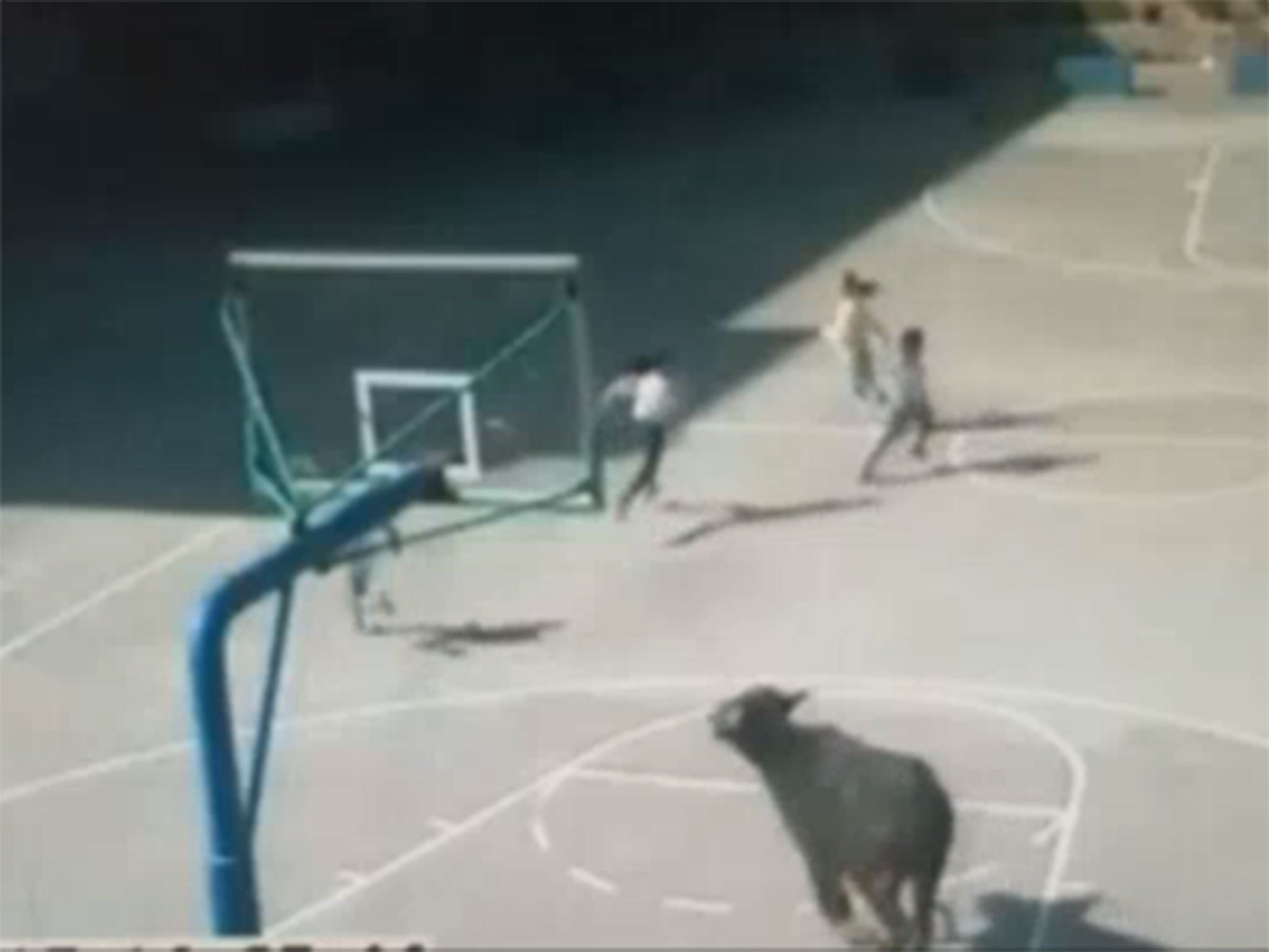 The Buffalo chasing the primary school pupils across the playground