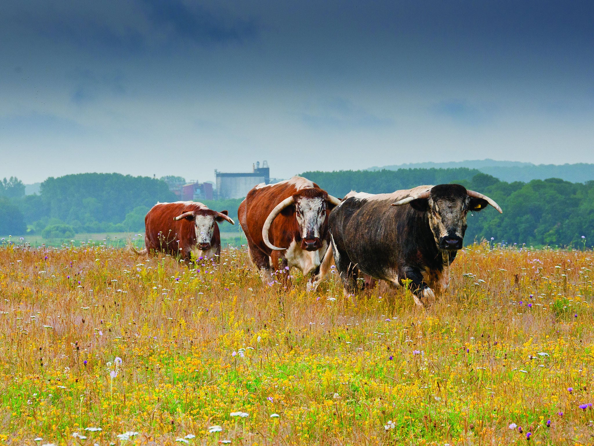 Pensthorpe cattle