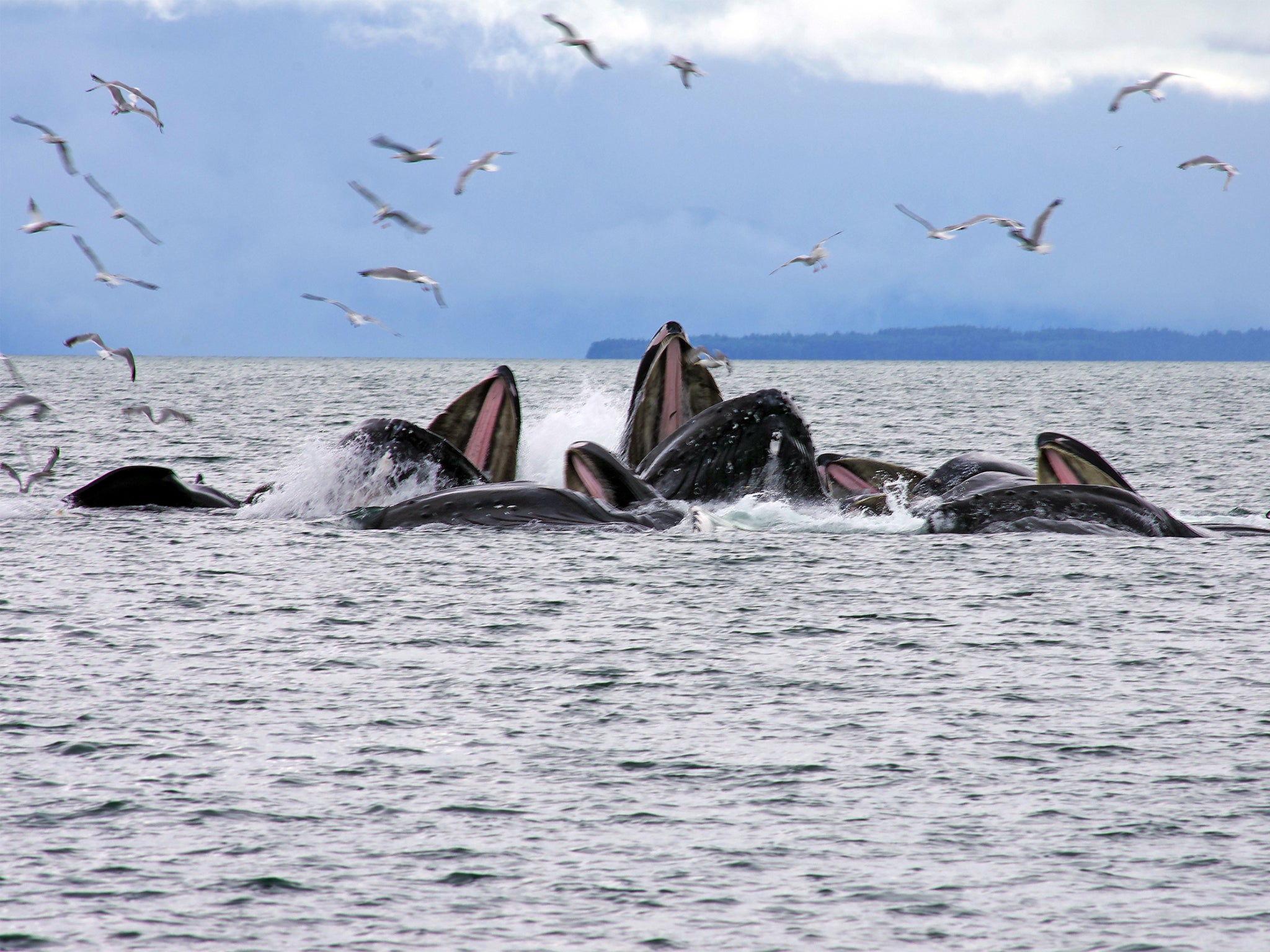 Whales bubble net feeding in Juneau