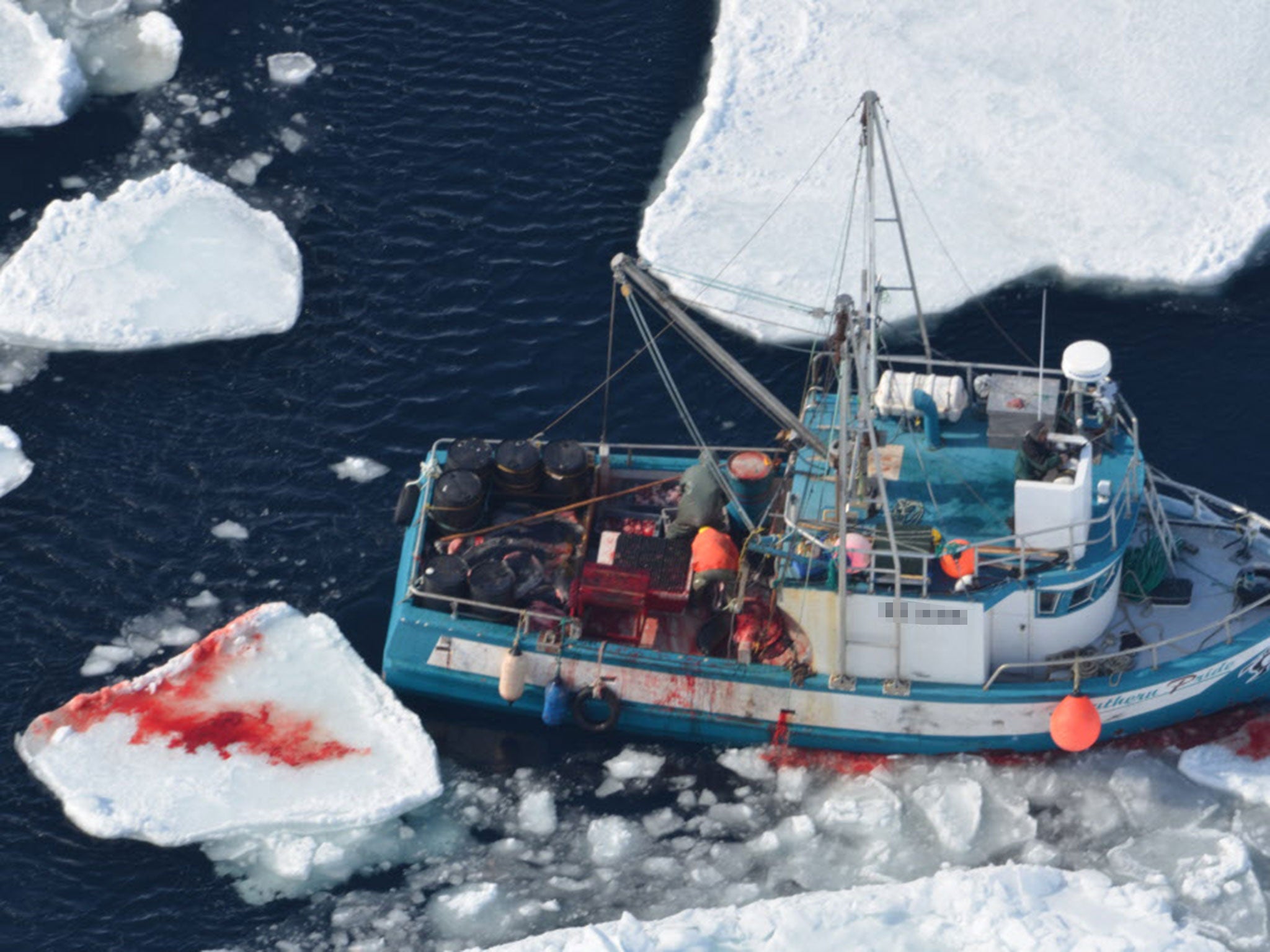 An ice block is splattered with the blood of a seal