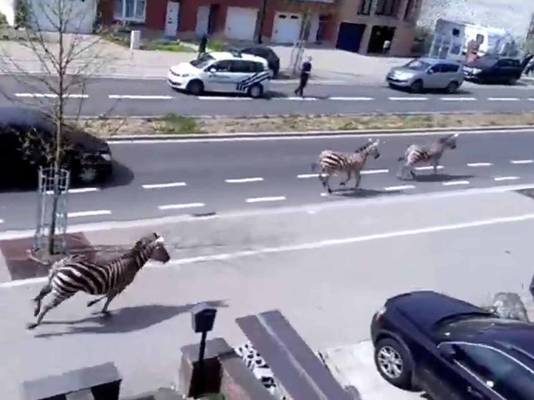 The zebras were on the run for around half an hour