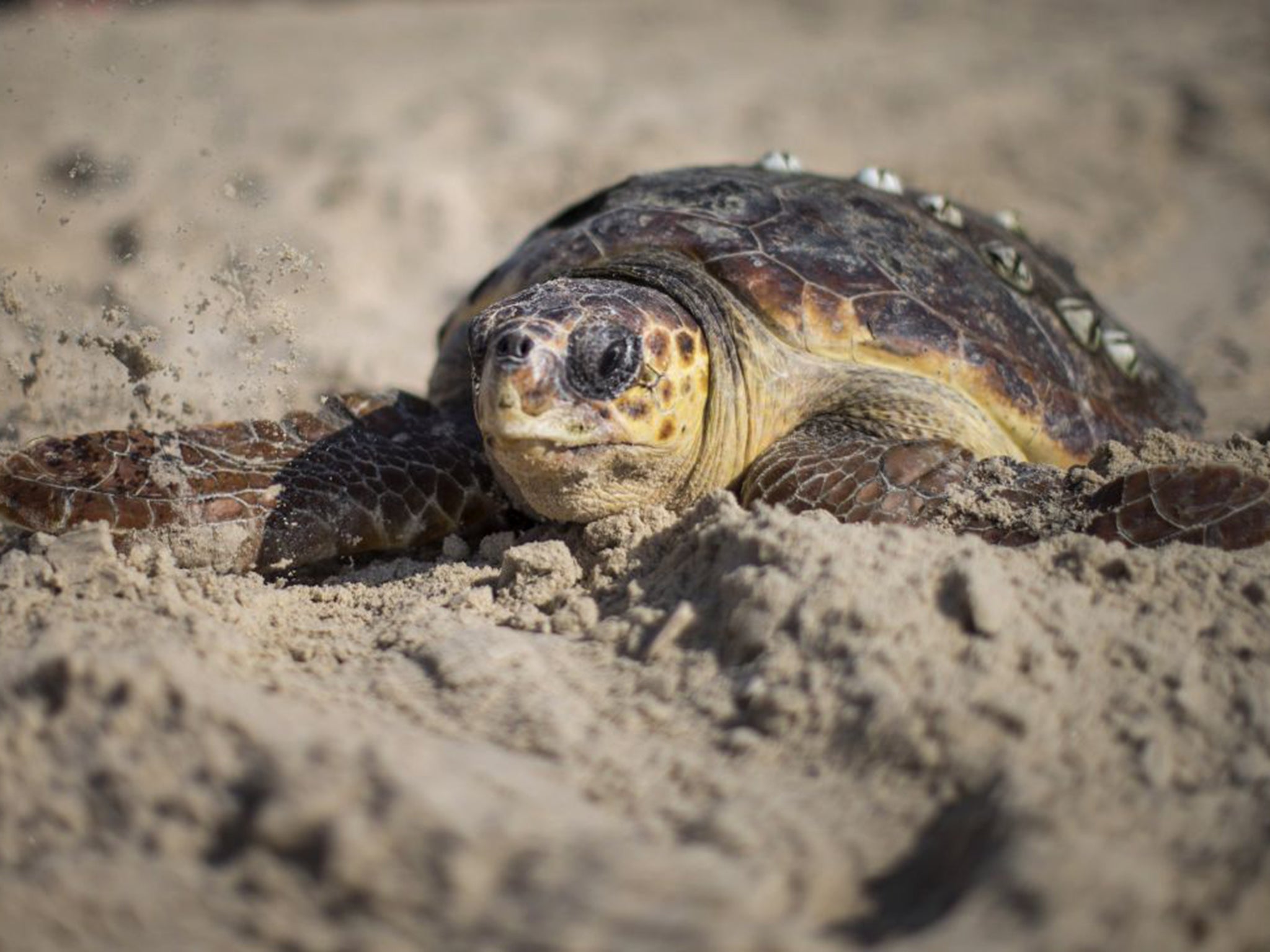 The haven would give ‘unprecedented protection for turtles’