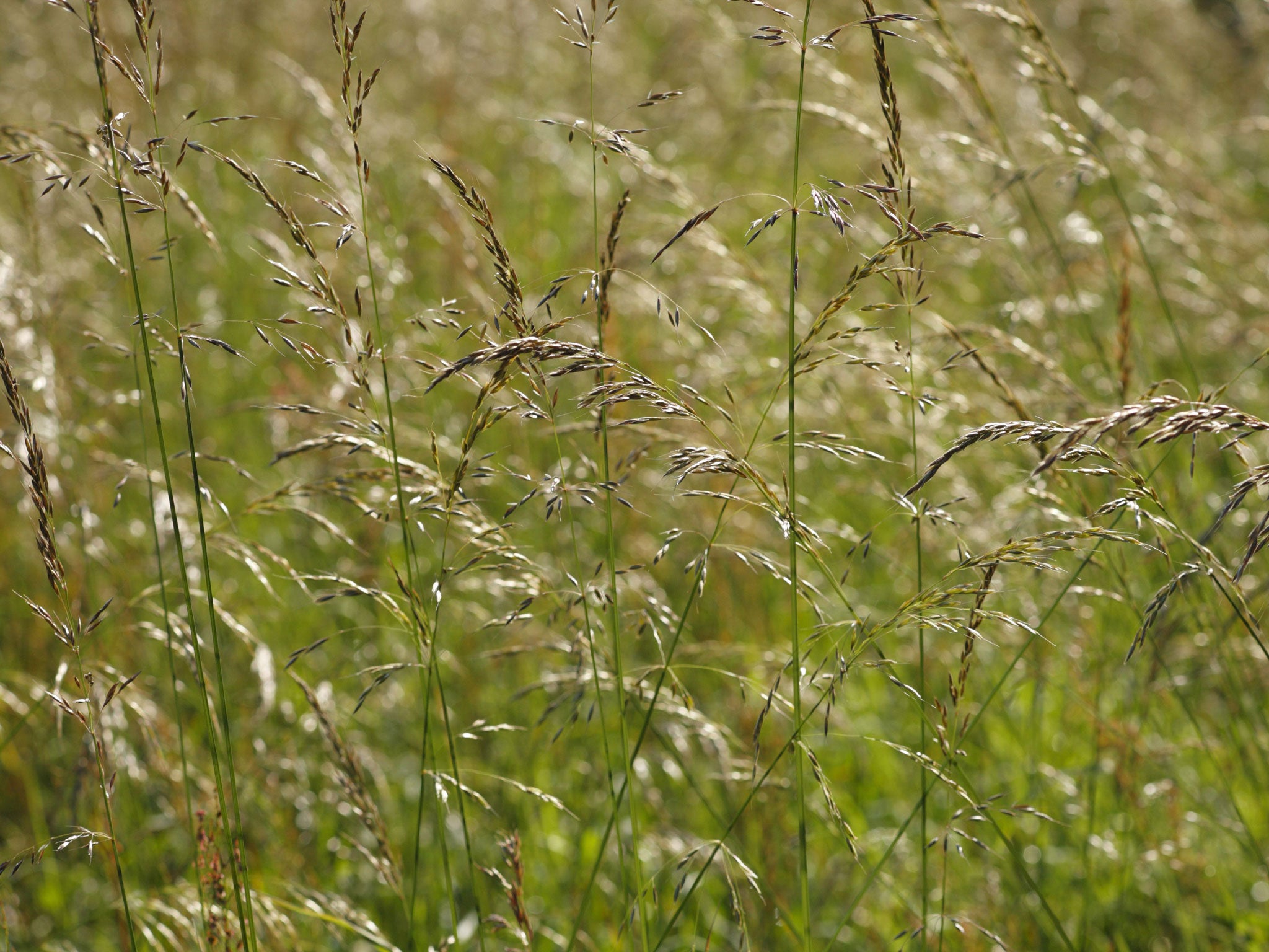 Deschampsia cespitosa 'Bronzeschleier' is a grass favourite among garden designers (Rex)