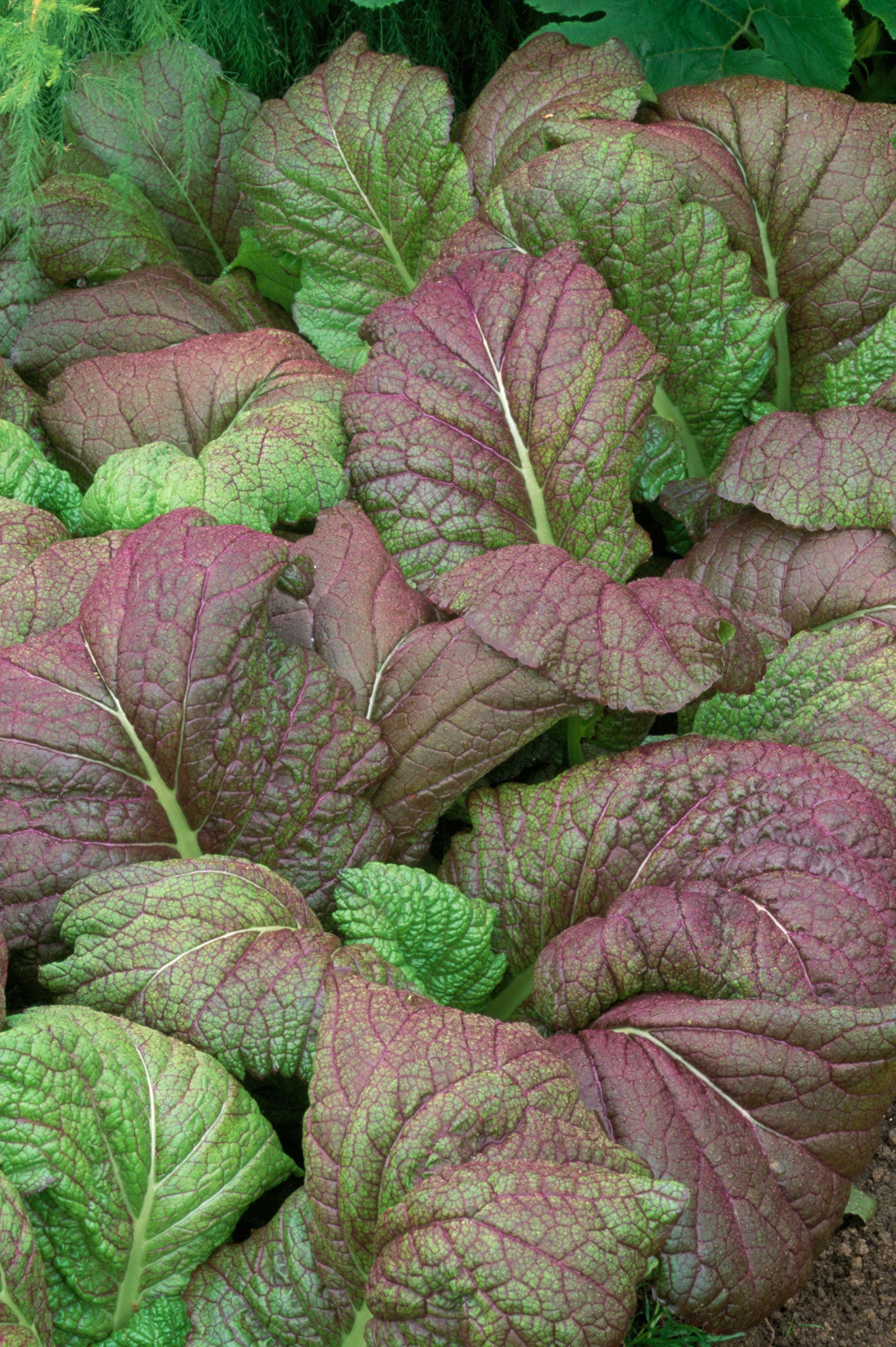 Try some of the Oriental Mustards like Giant Red Mustard