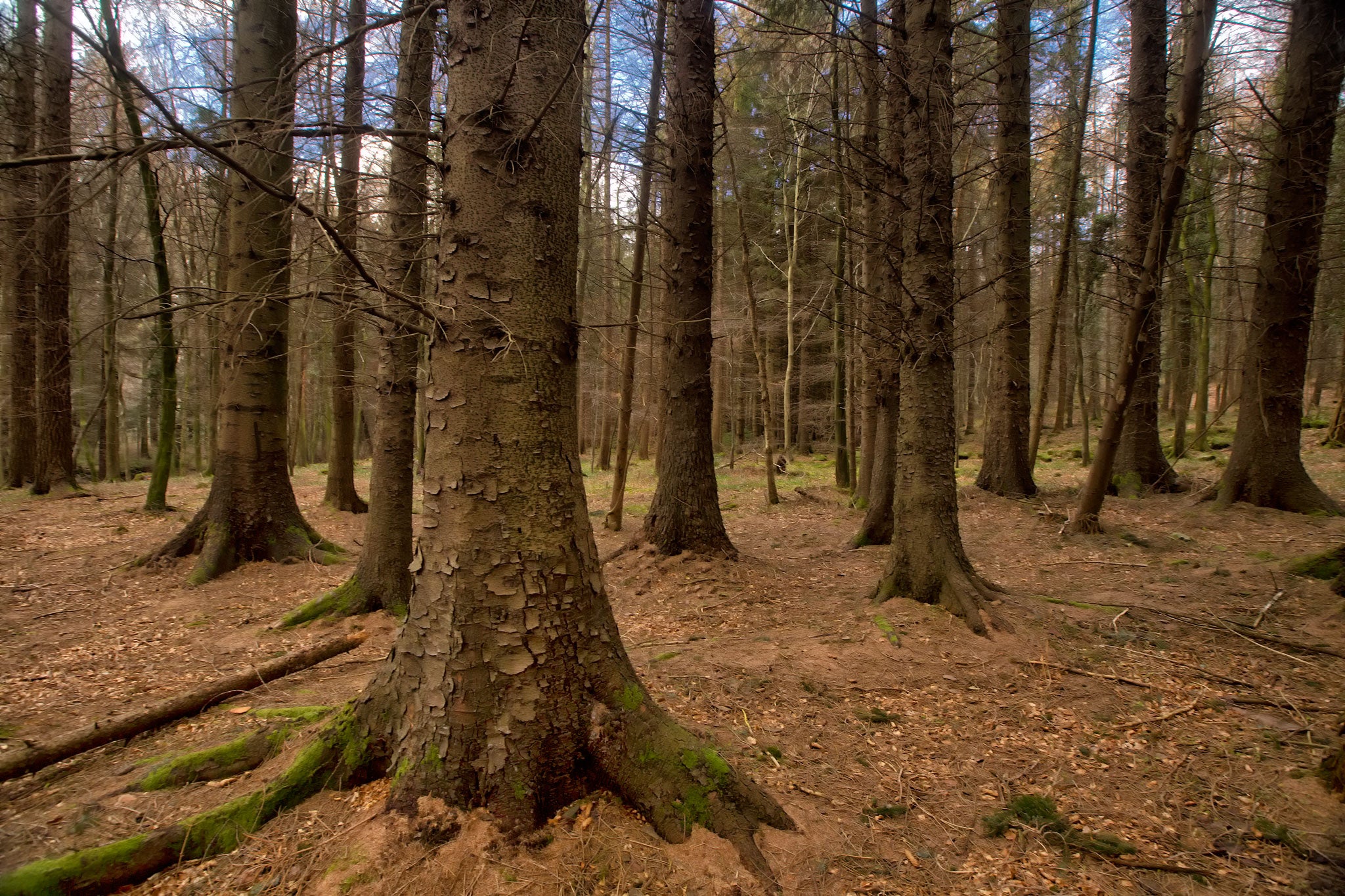 The first series of Game of Thrones began in Tollymore Forest