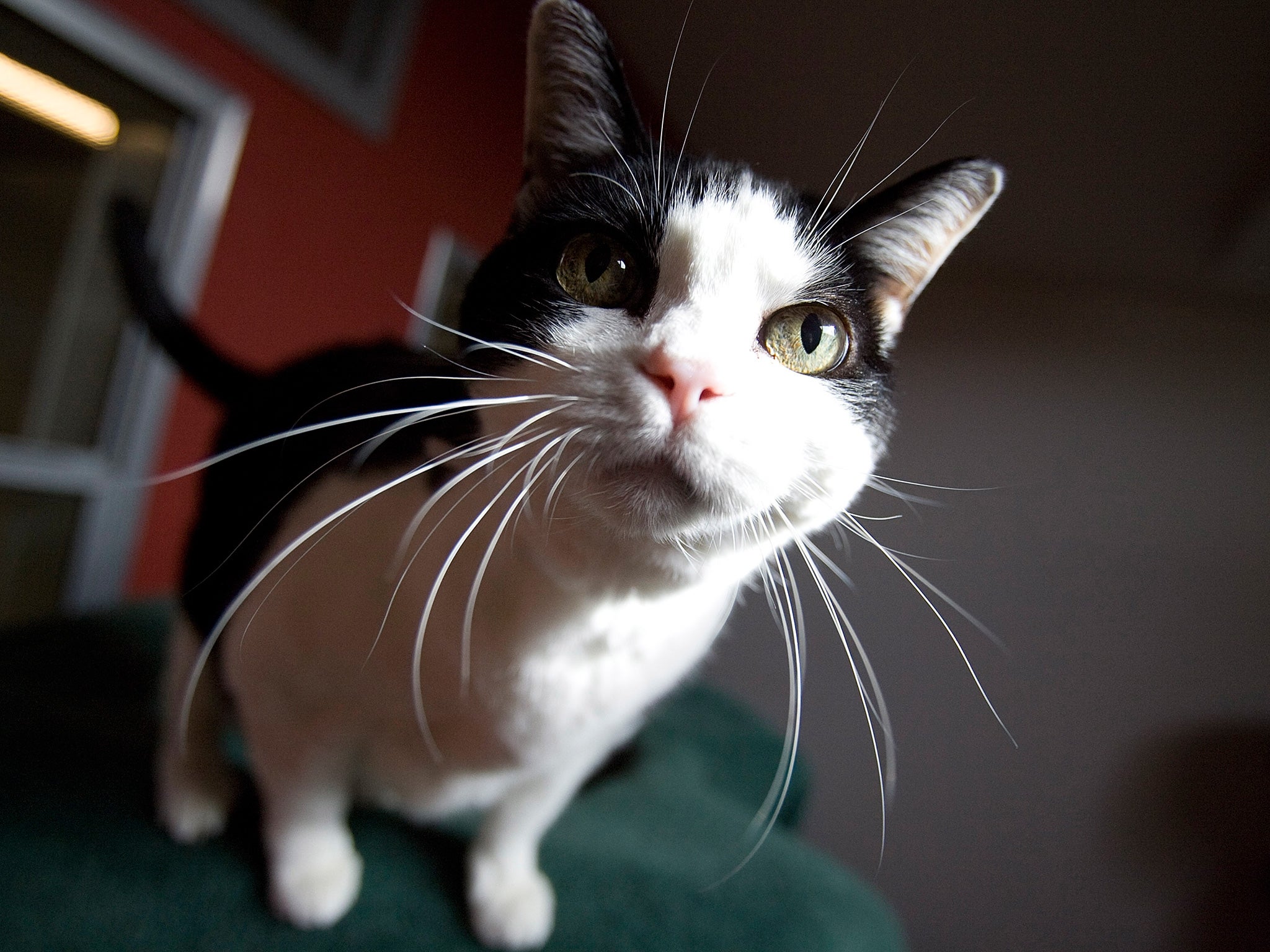 Why do cats become mesmerised by circles? (Getty)