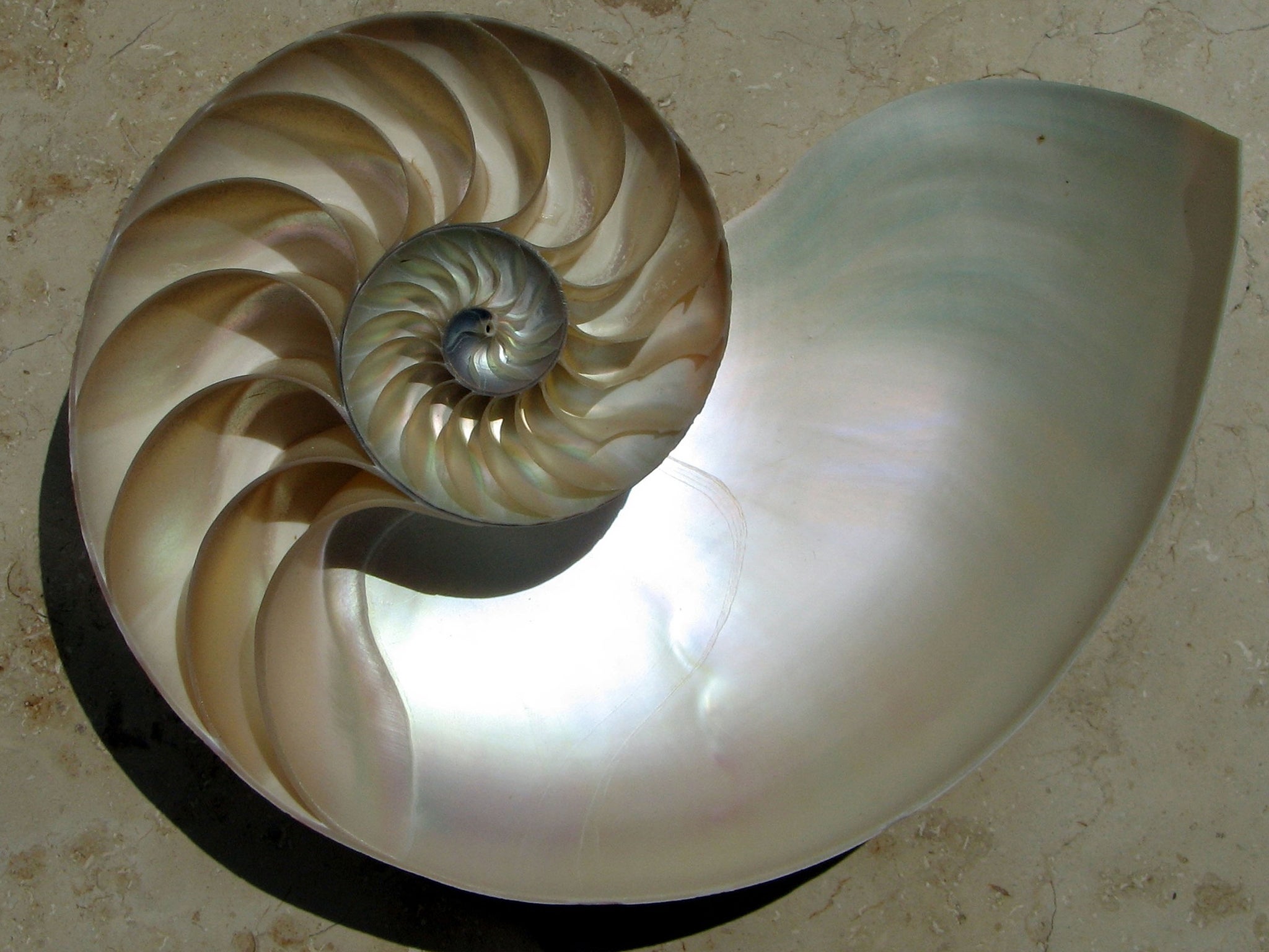 The golden ratio is a mathematically derived principle but is not present in the spiral of a Nautillus shell