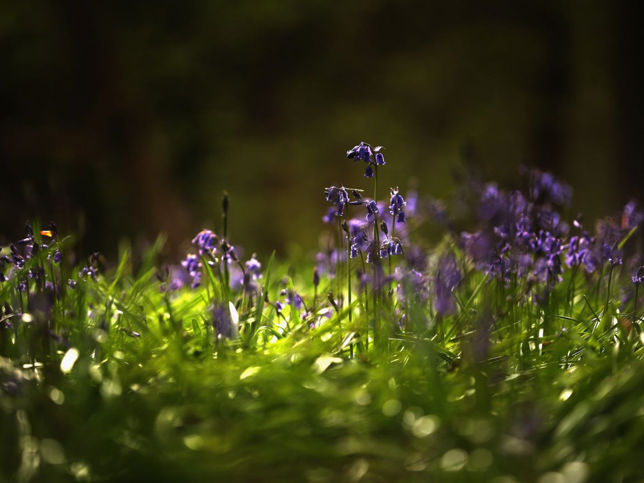 English bluebells are in bloom now, and can crossbreed with others