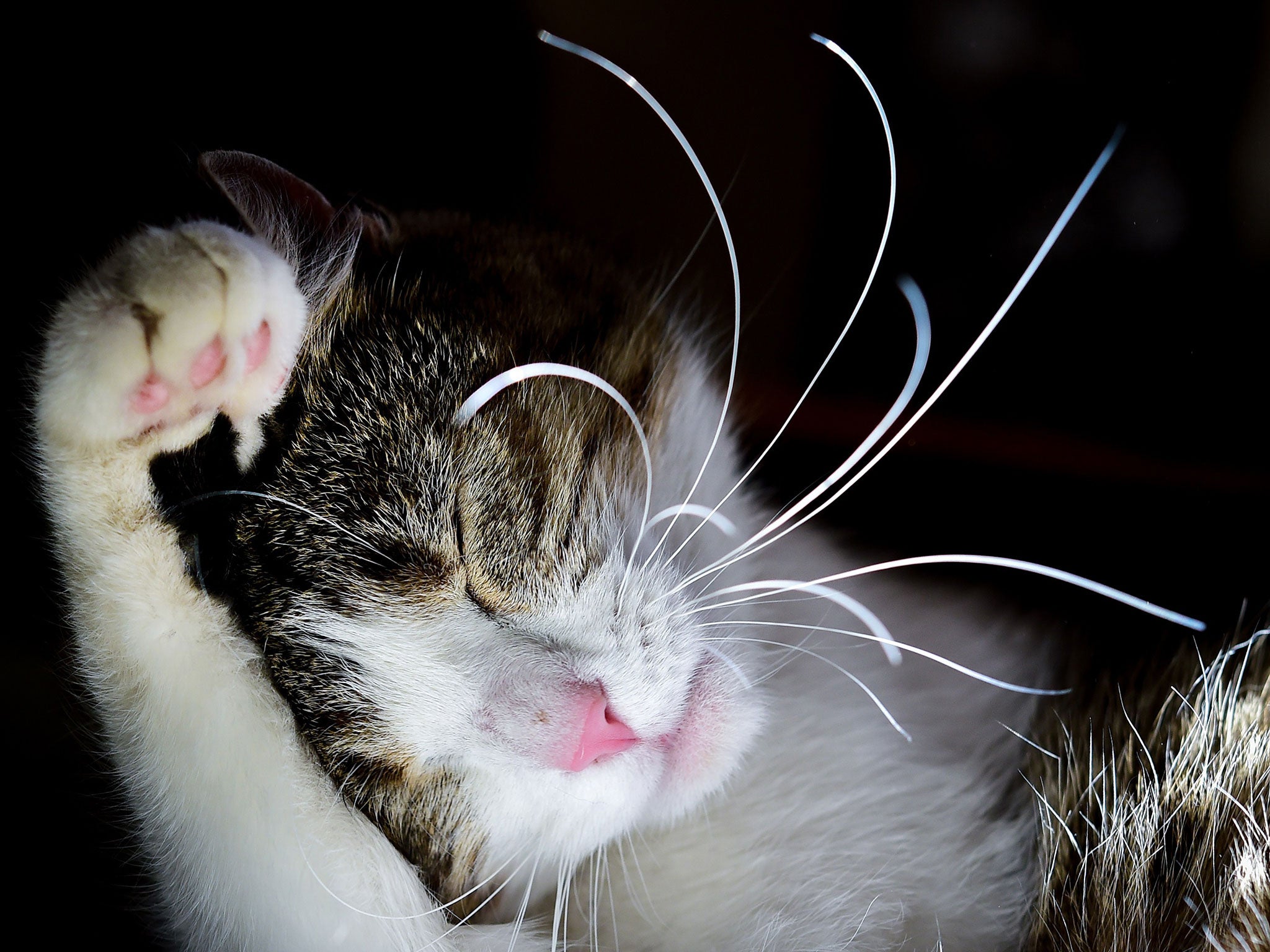 Cats are sensitive to sounds including tin foil