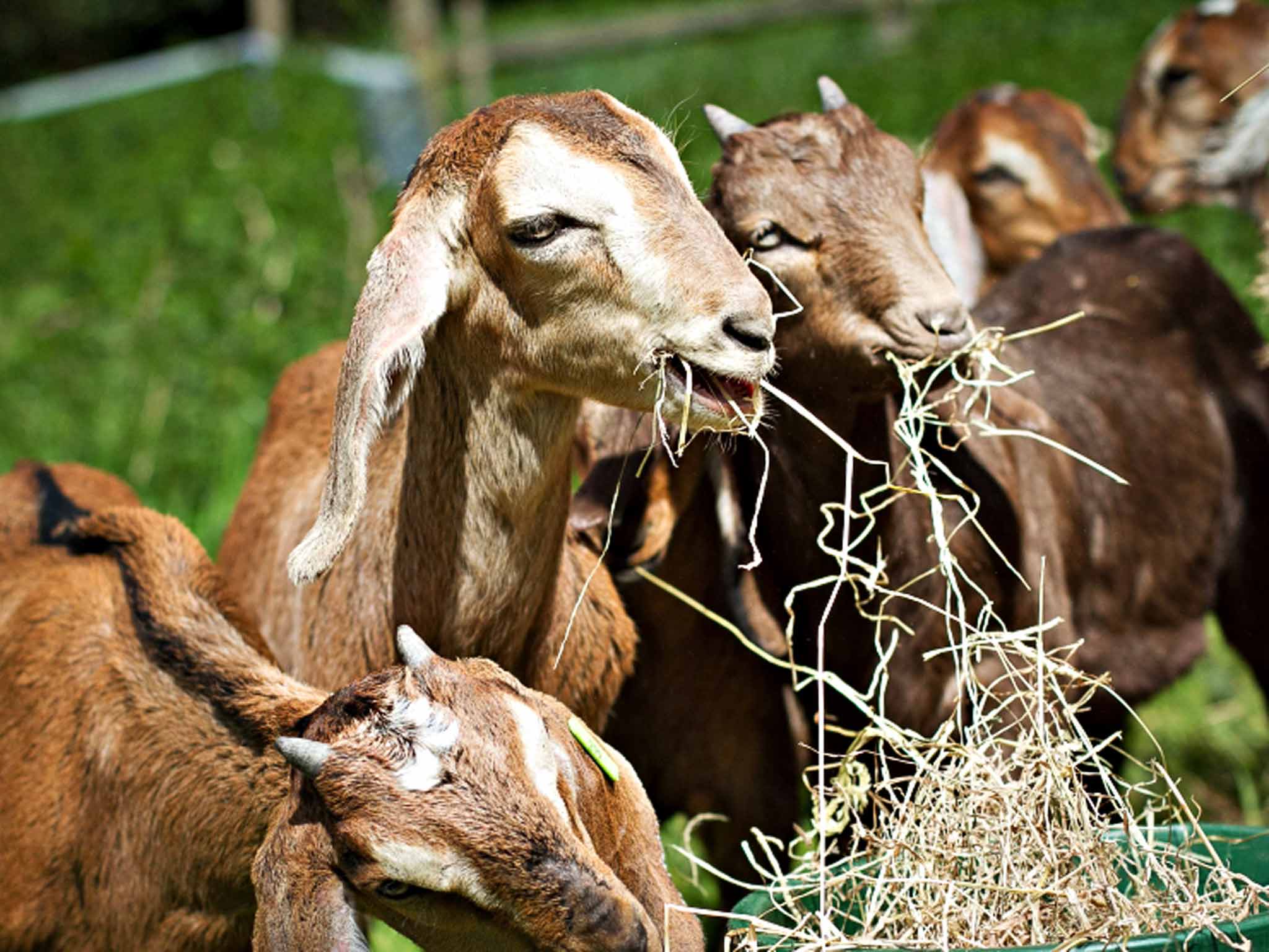 Goat meat is set to hit the shelves soon