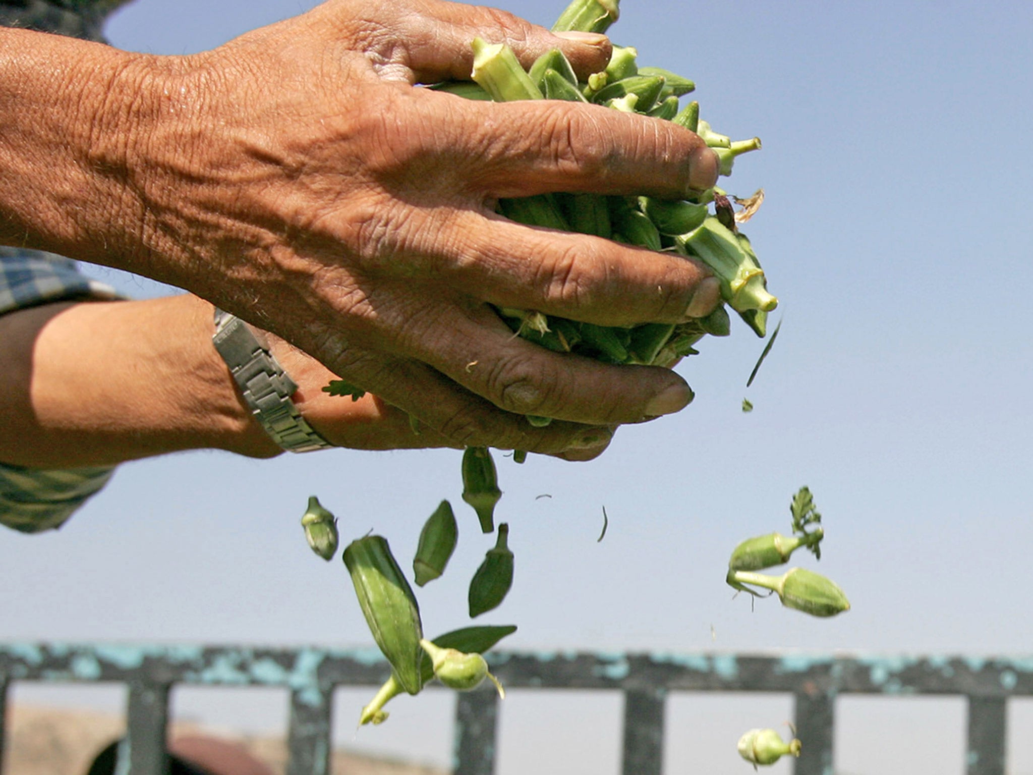 Okra is a rich source of fibre