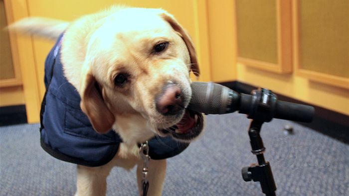 Charlie wasn't cut out for radio either (Picture: ABC)