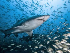 Australia shark attack: Surfer ‘mauled to death’ on Gold Coast