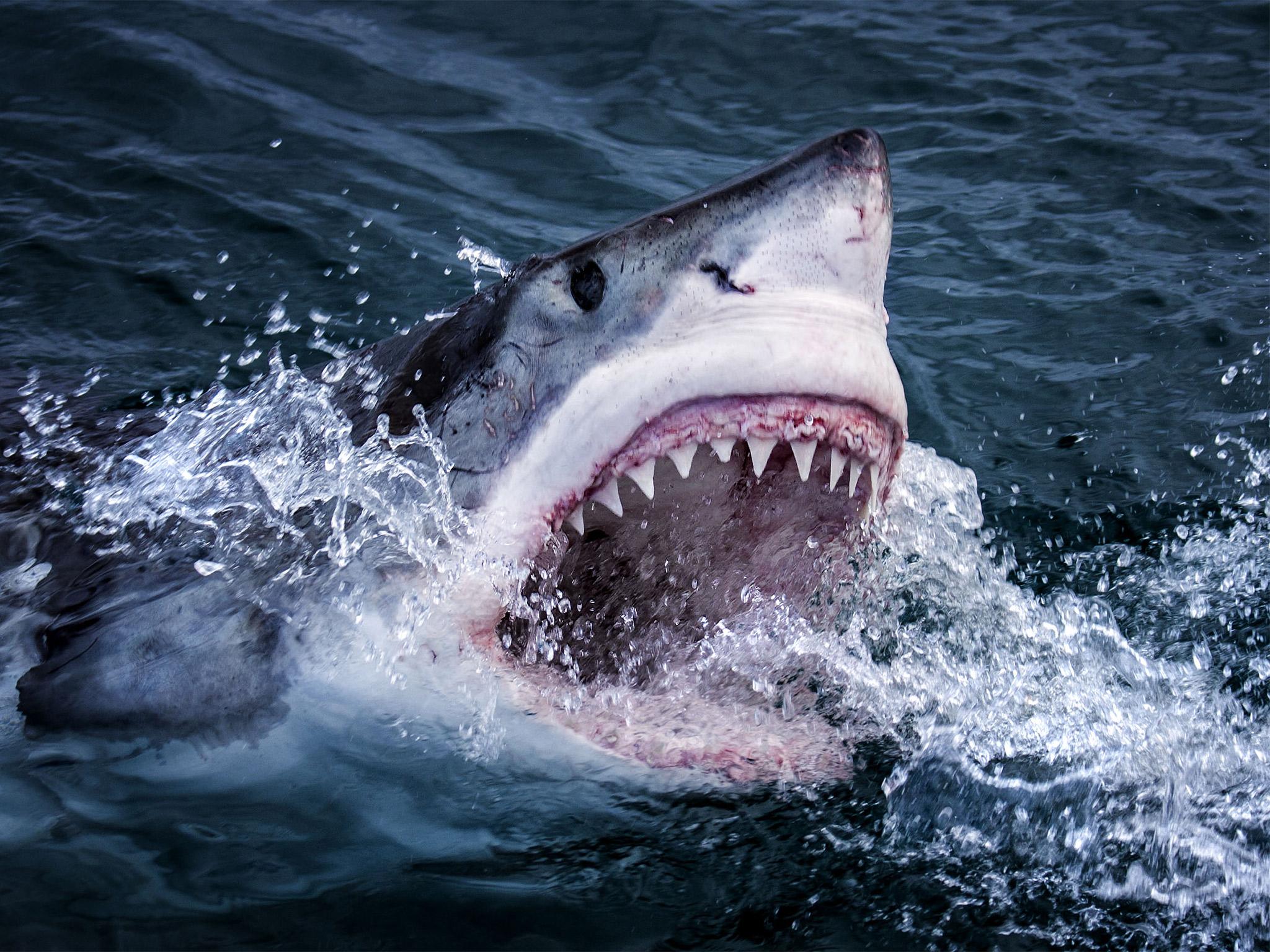 Great White Sharks in South Africa feed on fur seals and have evolved extraordinary abilities to find their prey