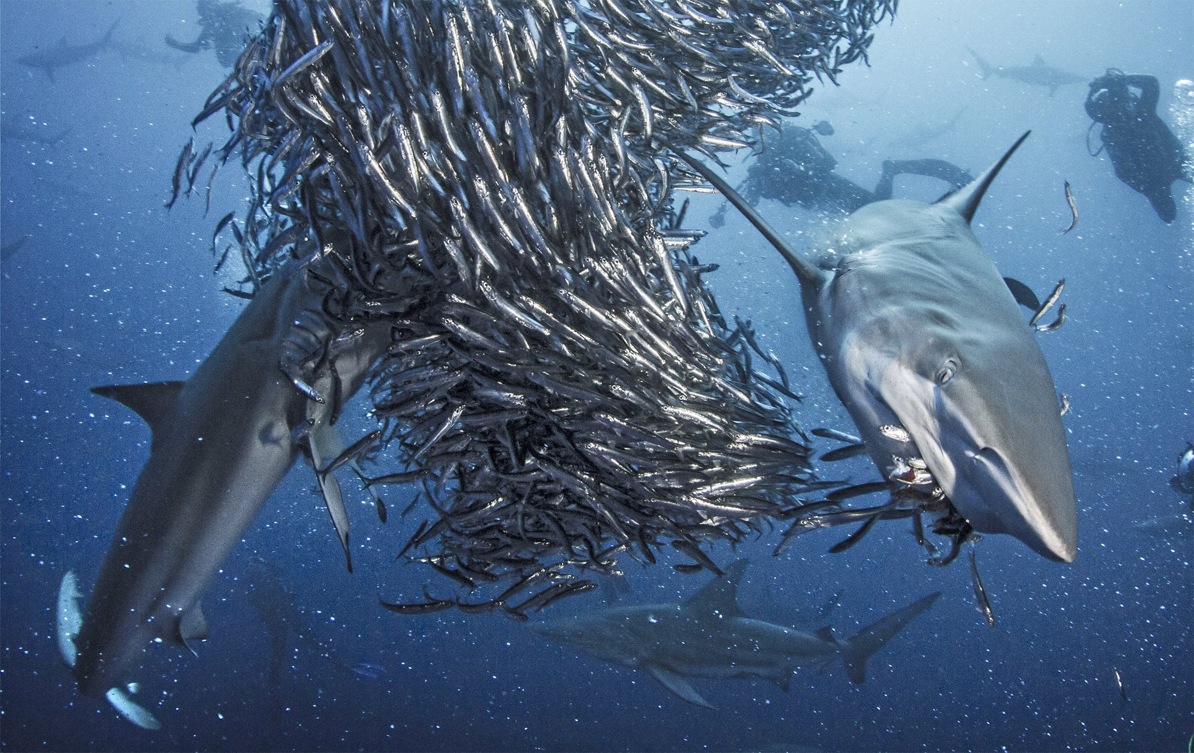 Hundreds of Oceanic Blacktip sharks gather together to attack a shoal of anchovy off the coast of South Africa